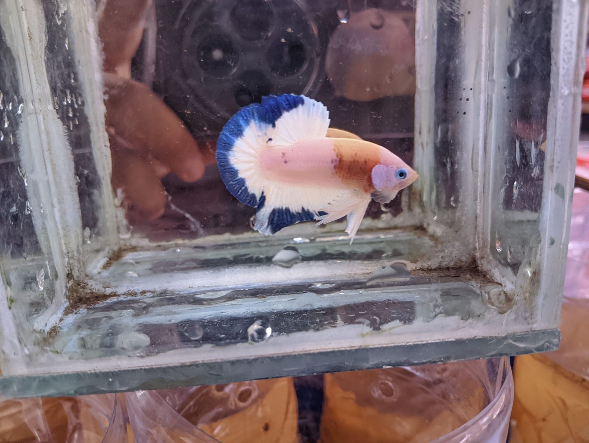Betta Blue Rim