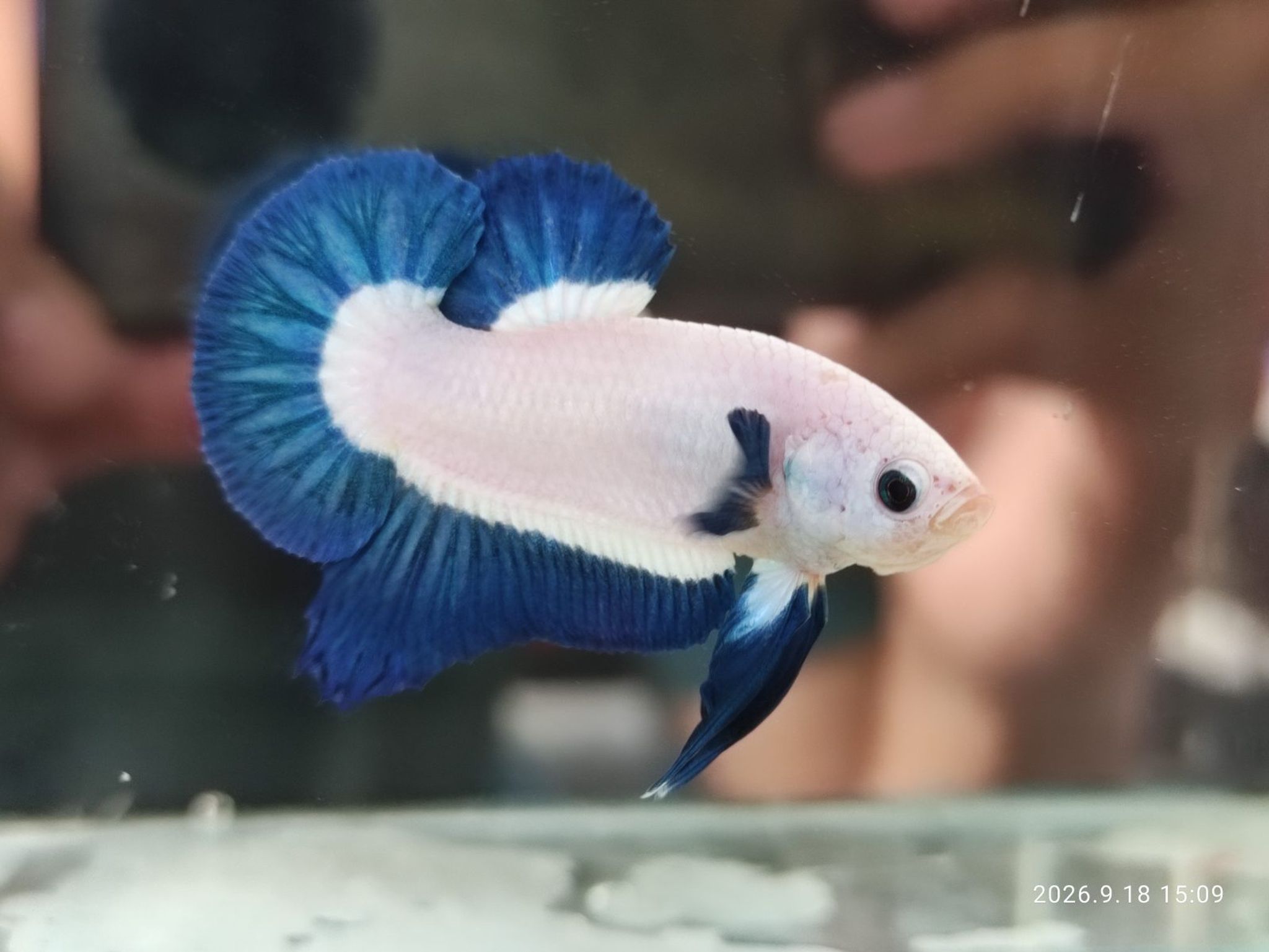 Betta Blue Rim