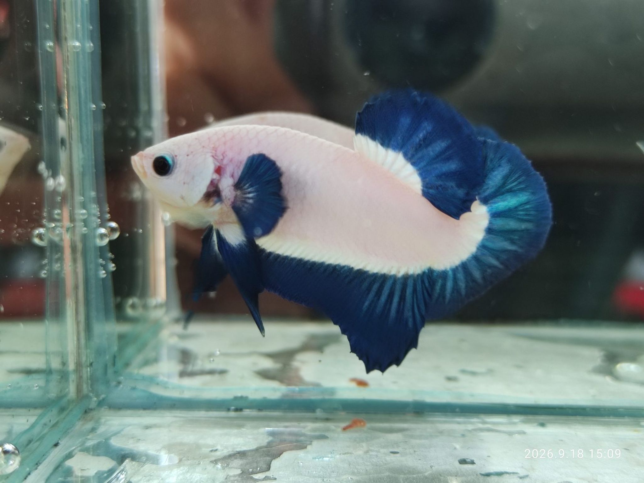 Betta Blue Rim