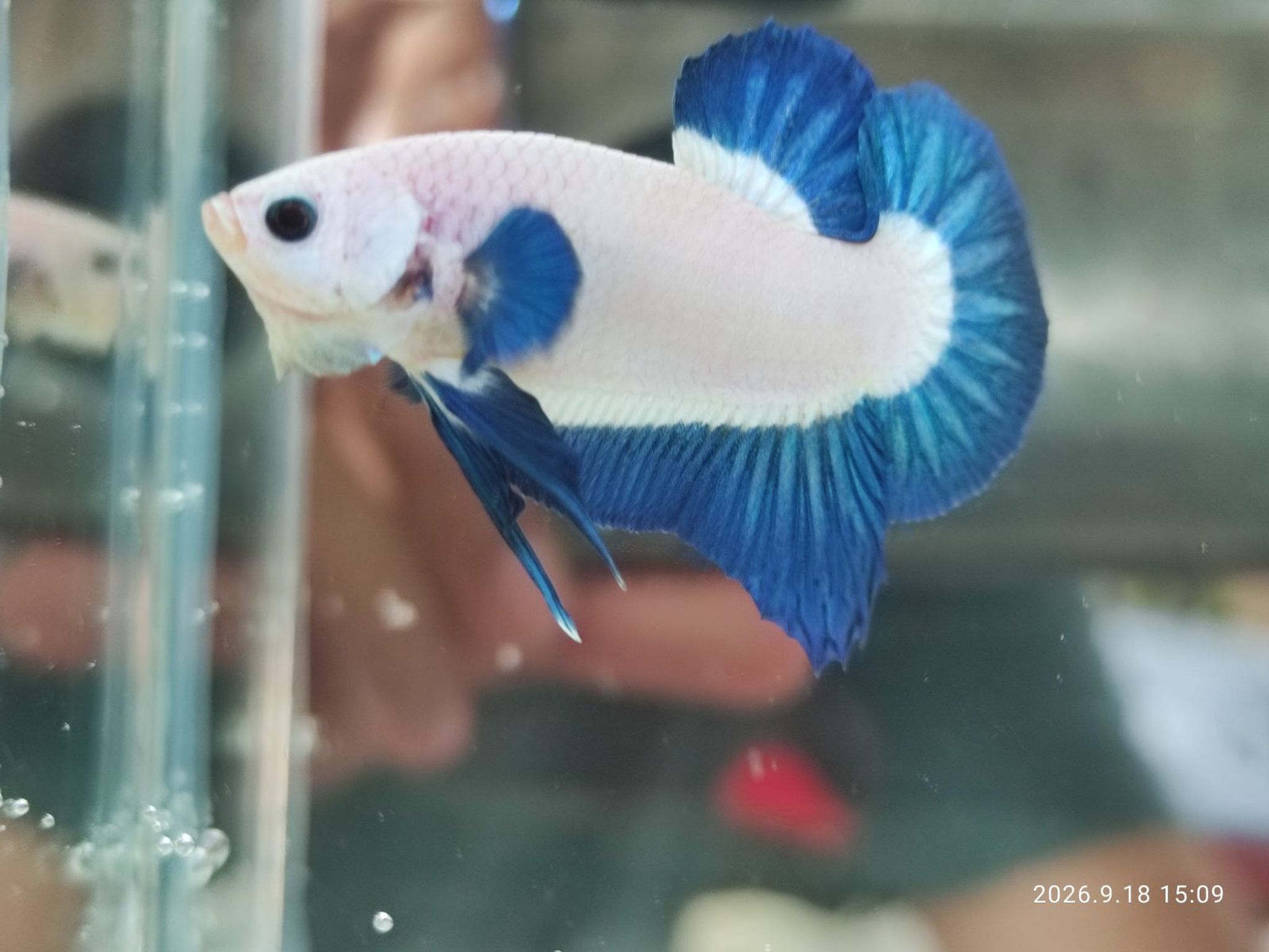 Betta Blue Rim