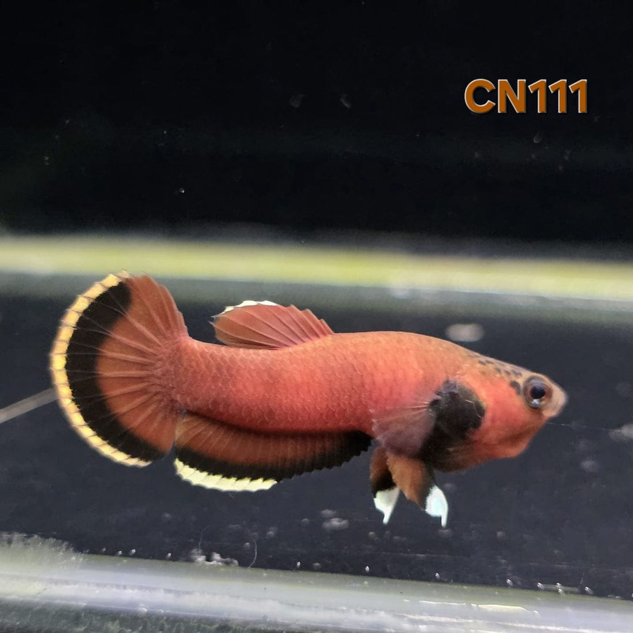 Betta Channoides male (CN111)