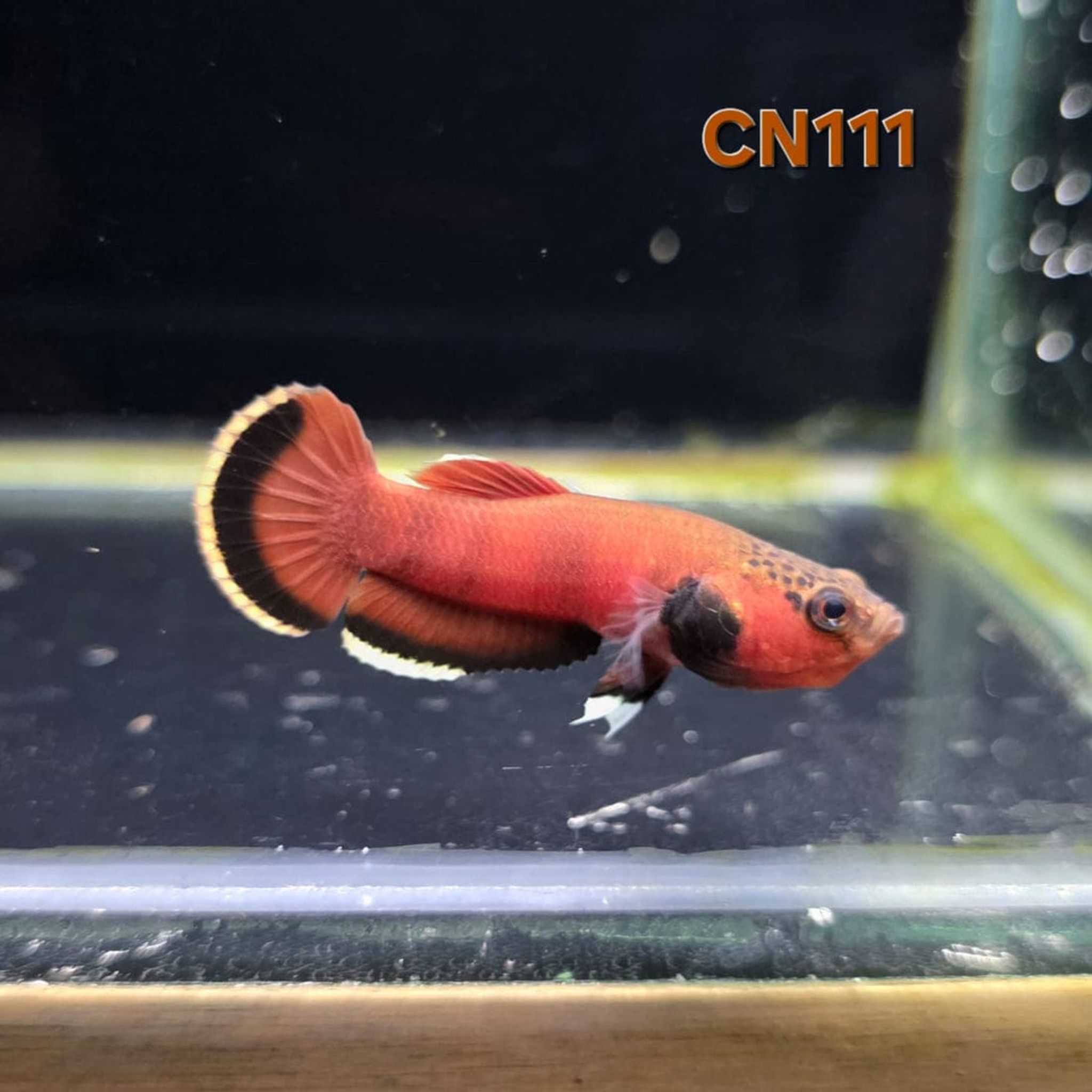 Betta Channoides male (CN111)