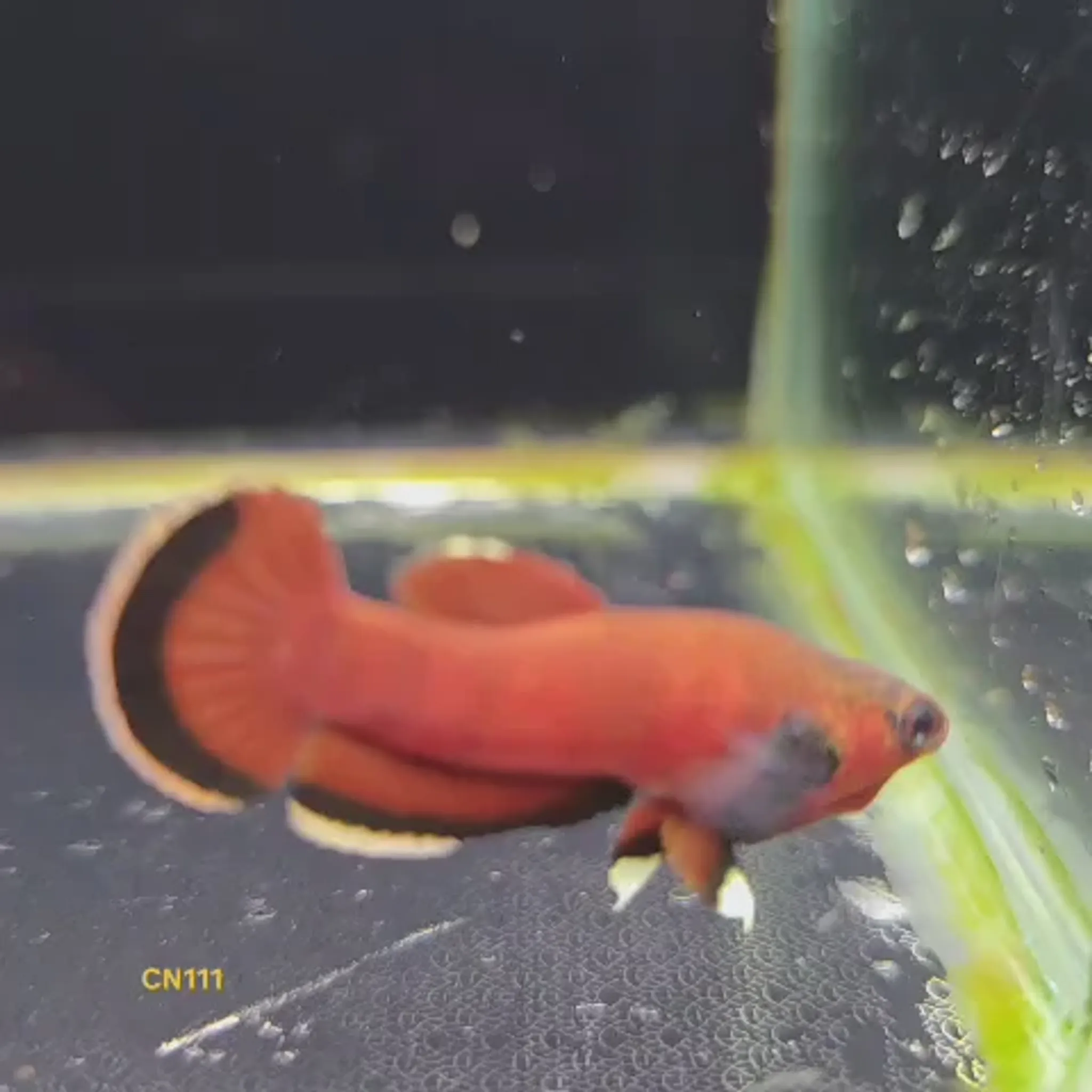 Betta Channoides male (CN111)