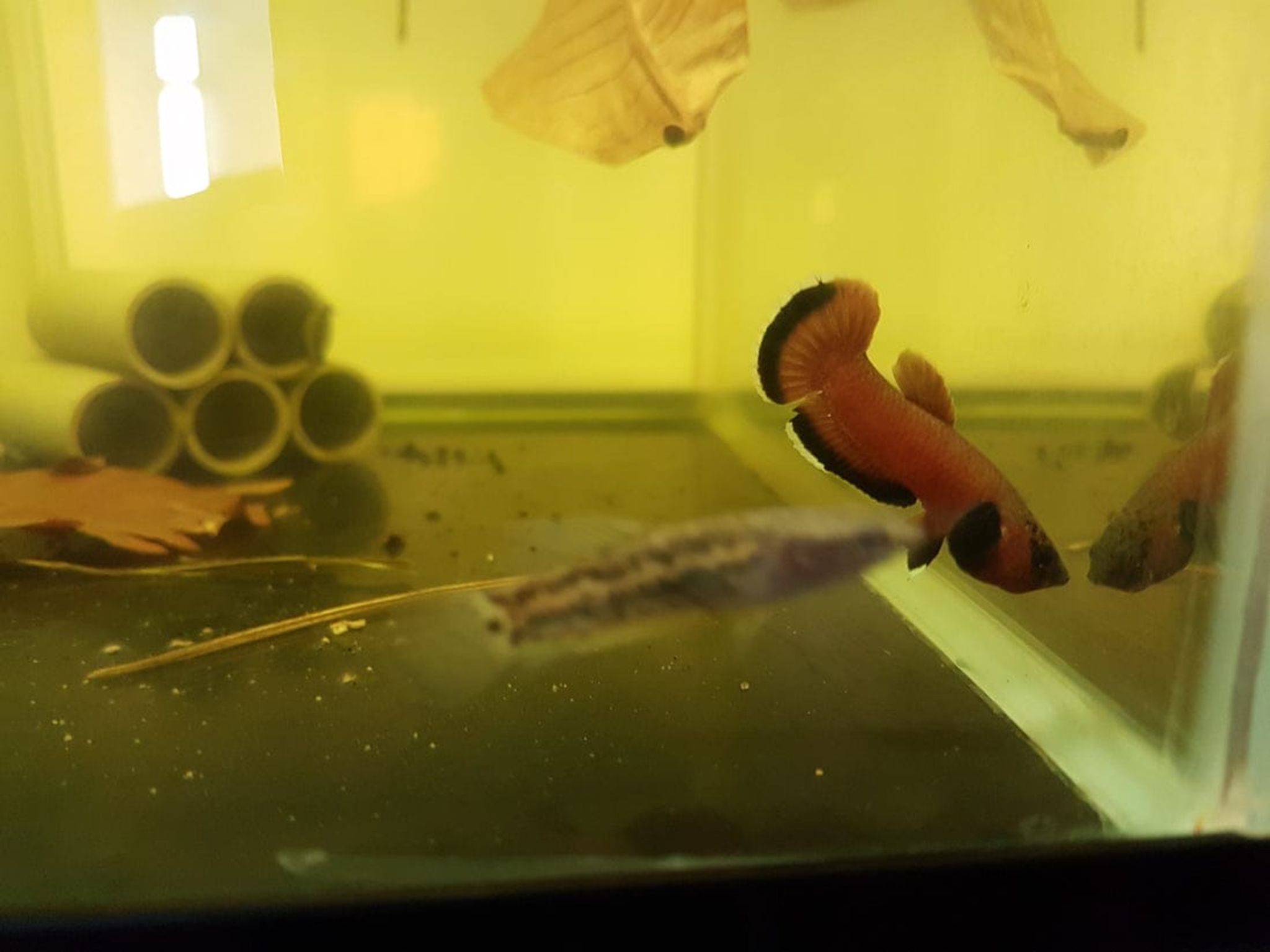 Betta Channoides