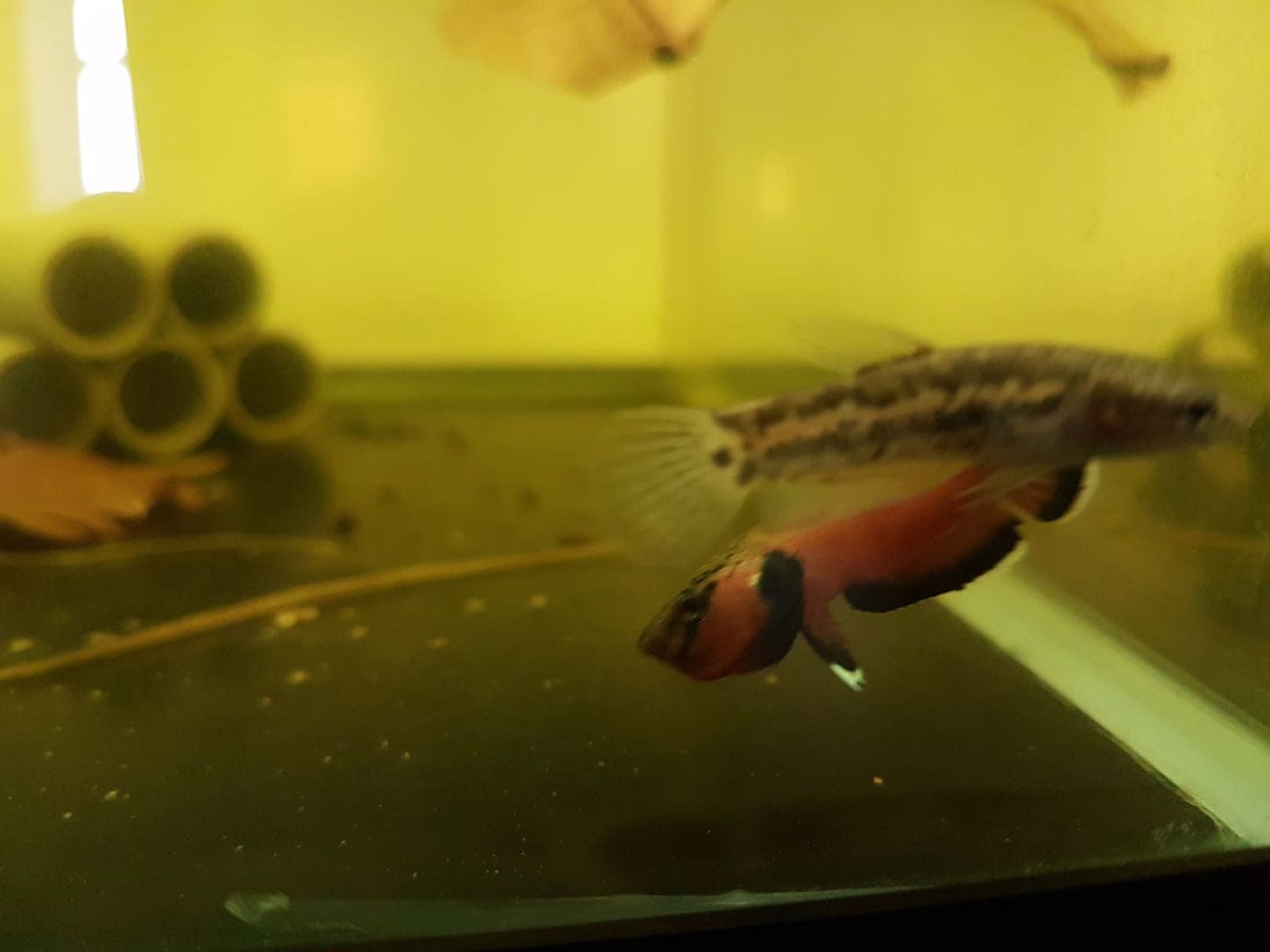 Betta Channoides