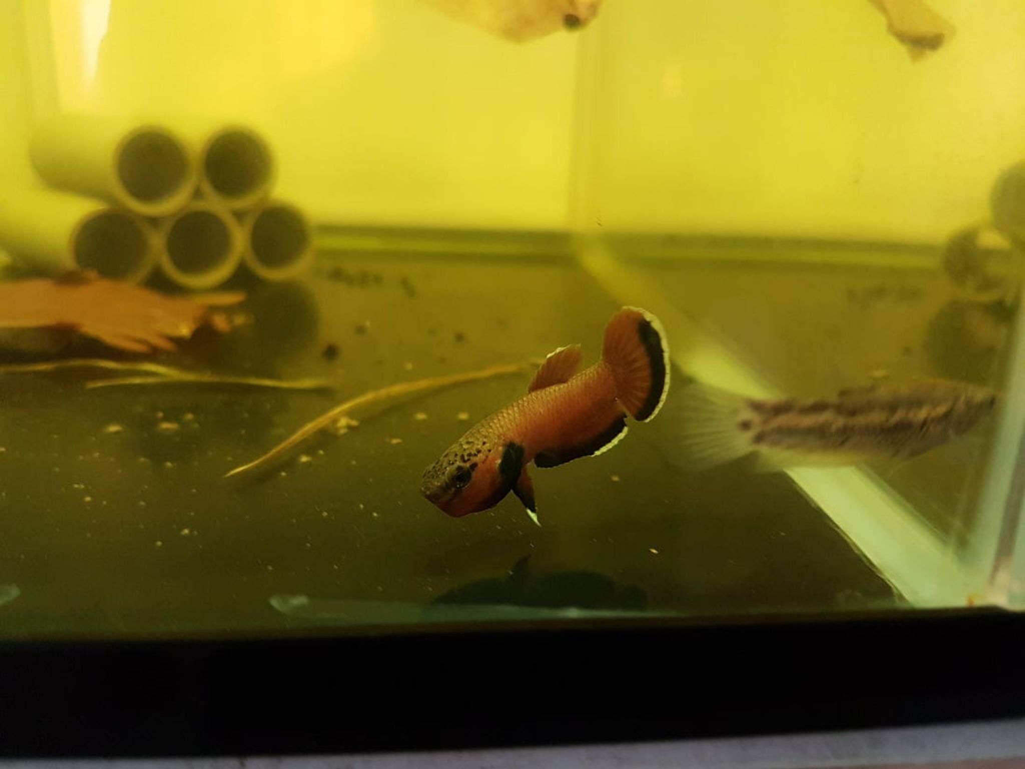 Betta Channoides
