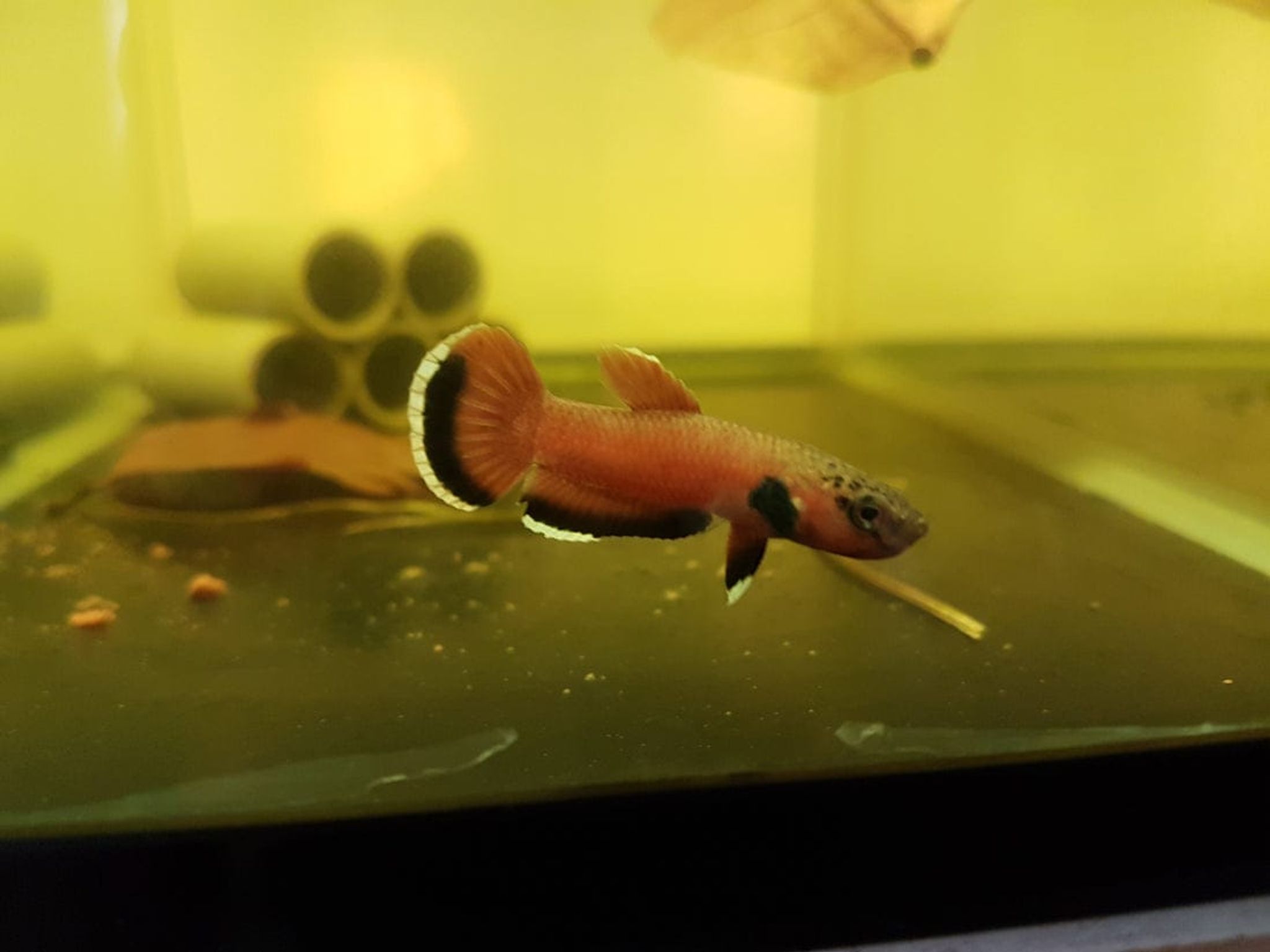 Betta Channoides
