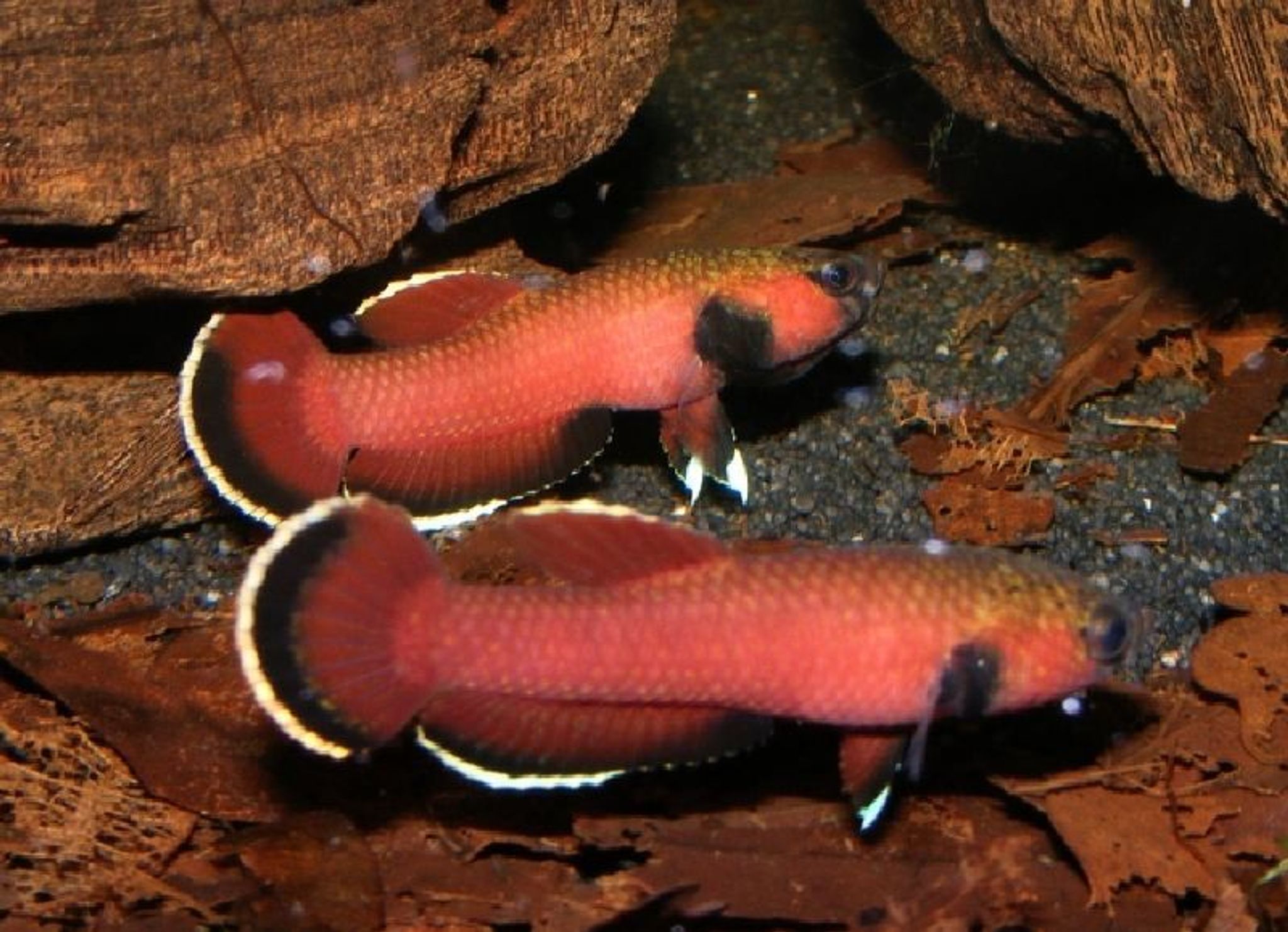 Betta Channoides