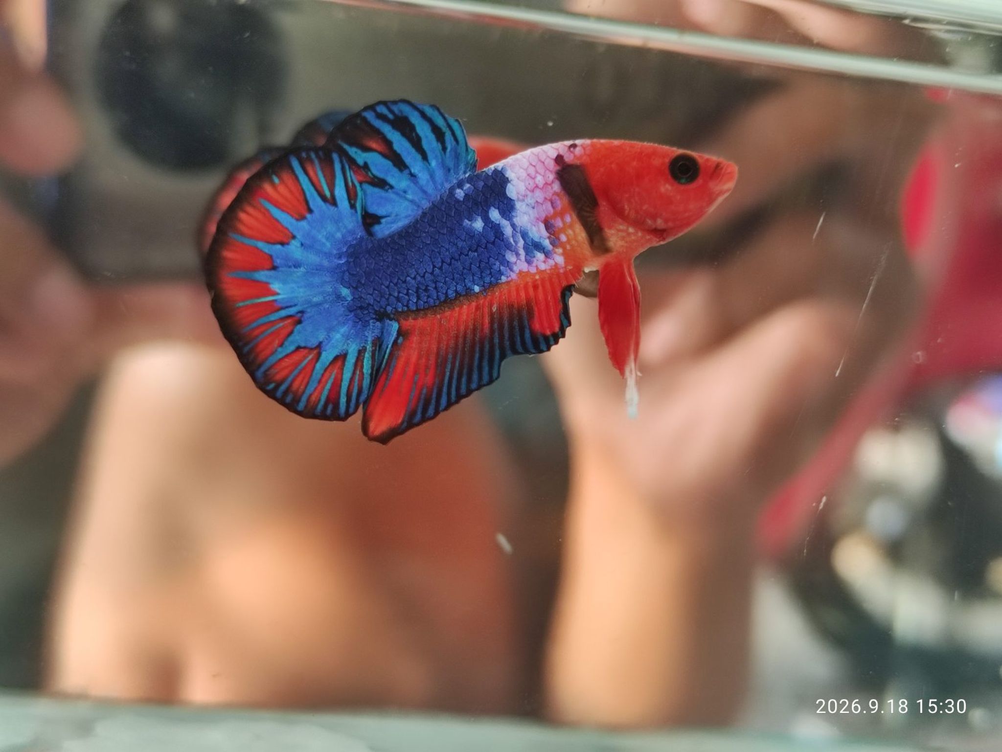 Betta Fancy Candy