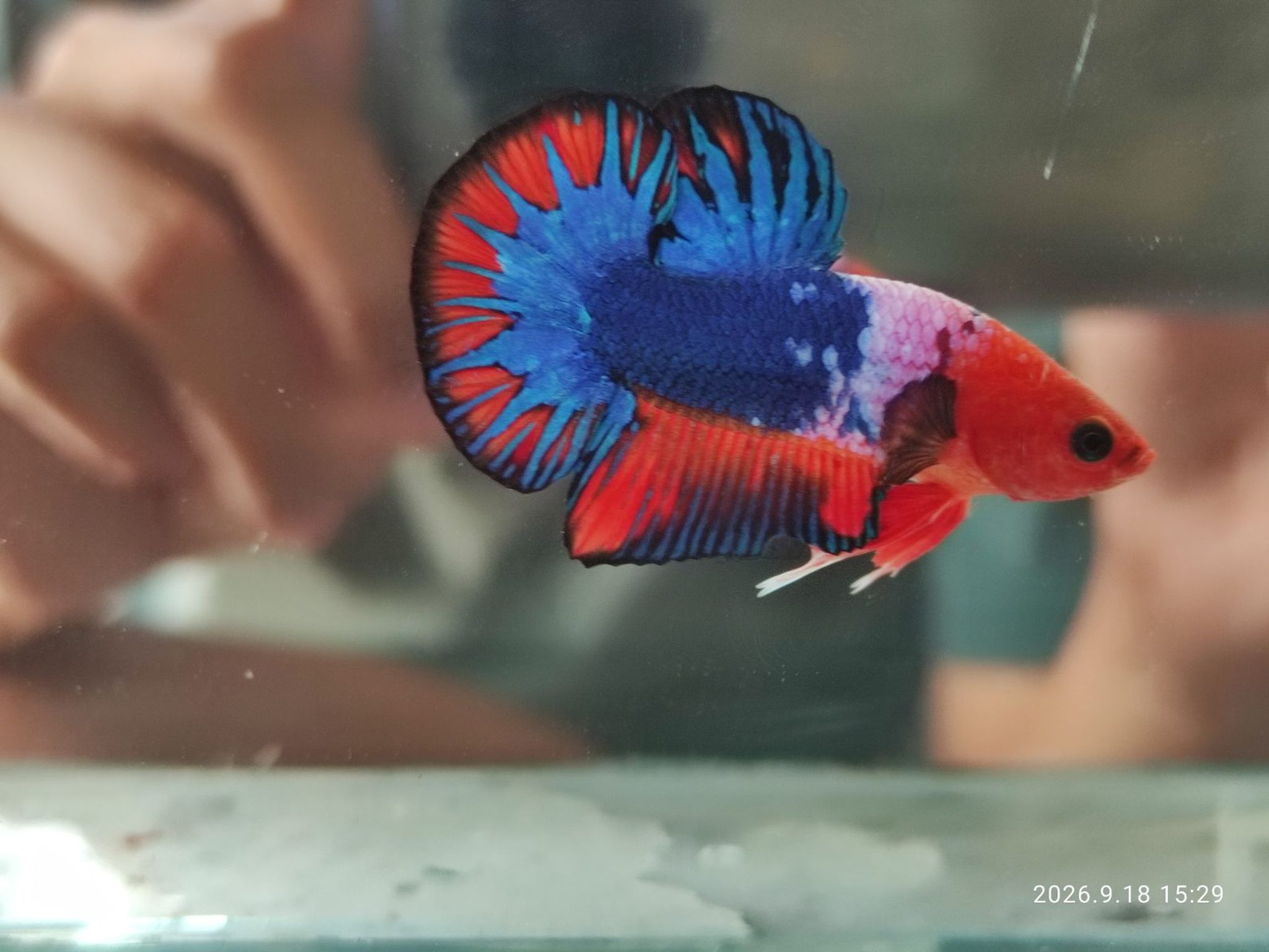 Betta Fancy Candy