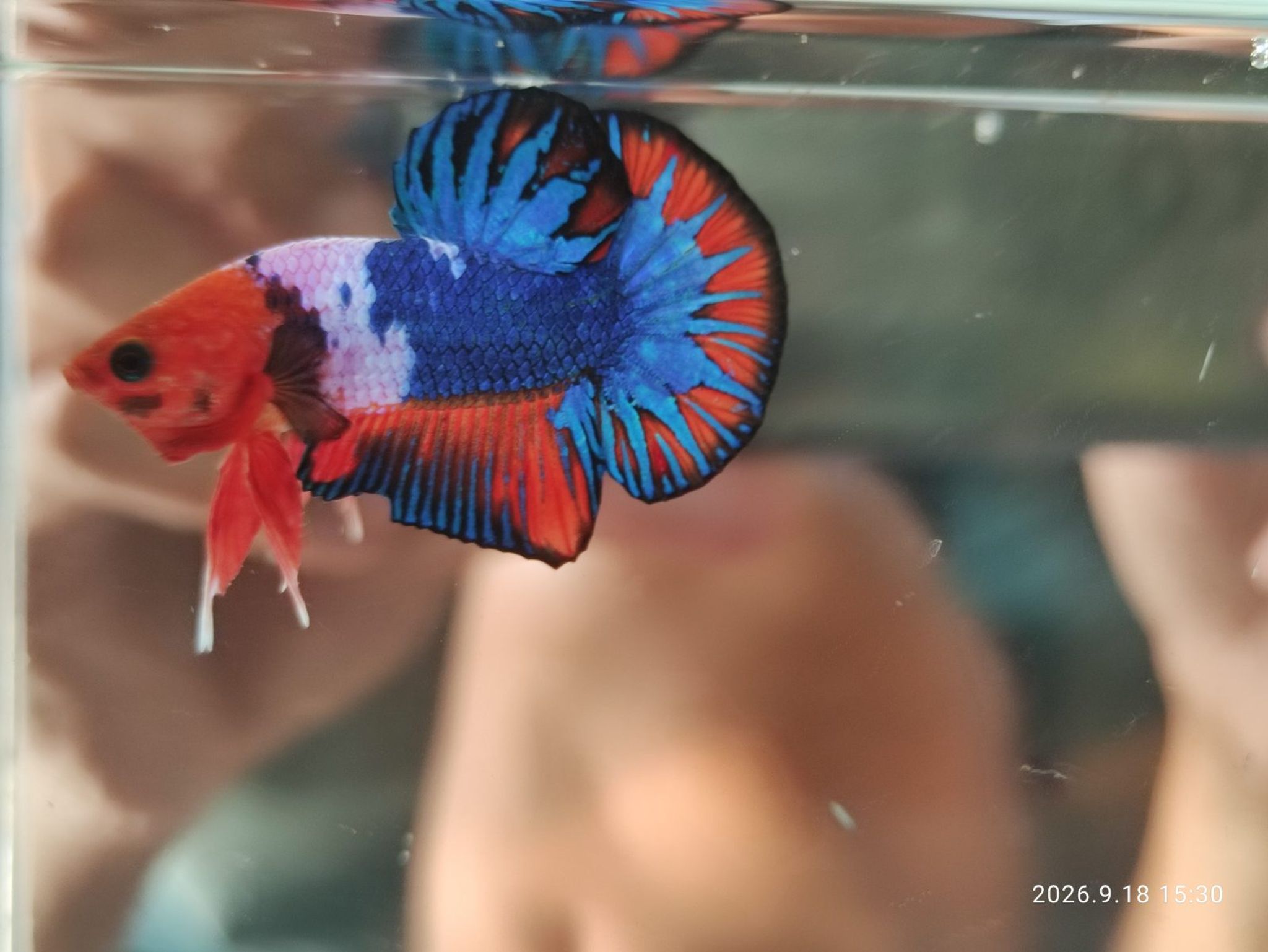Betta Fancy Candy