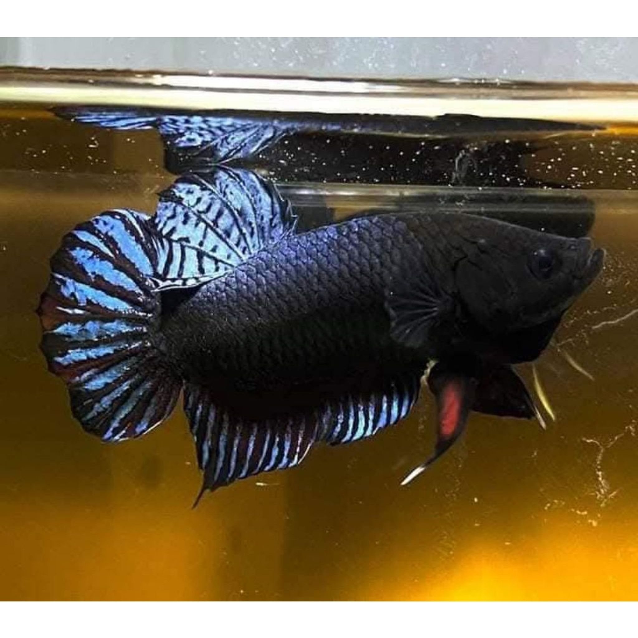 Betta Fighter Black Male