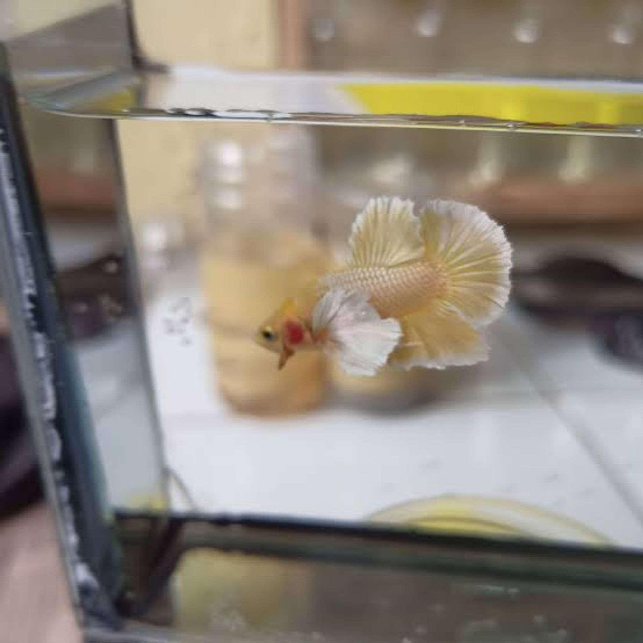 Betta Fish Gold Dumbo Aer