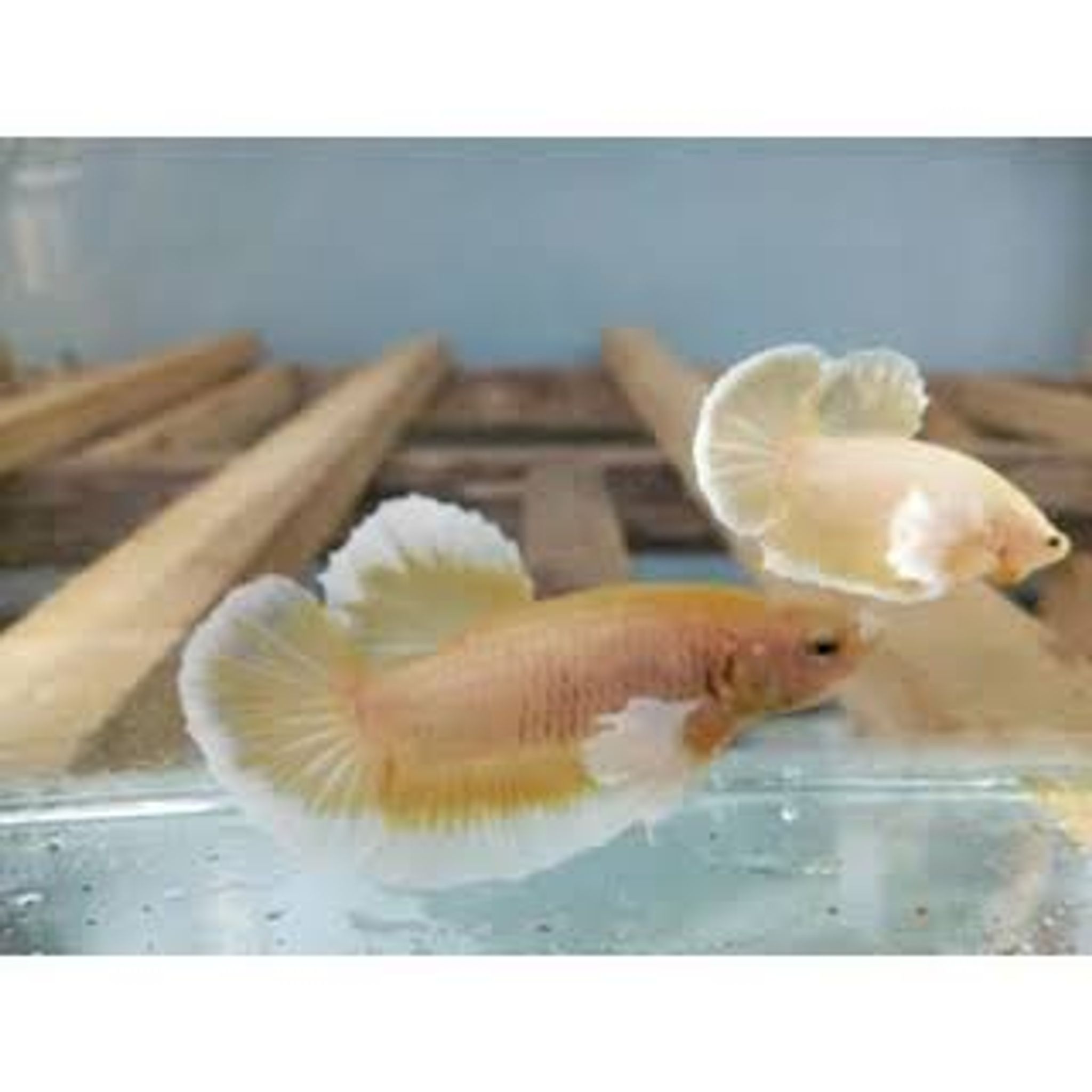 Betta Fish Gold Dumbo Aer