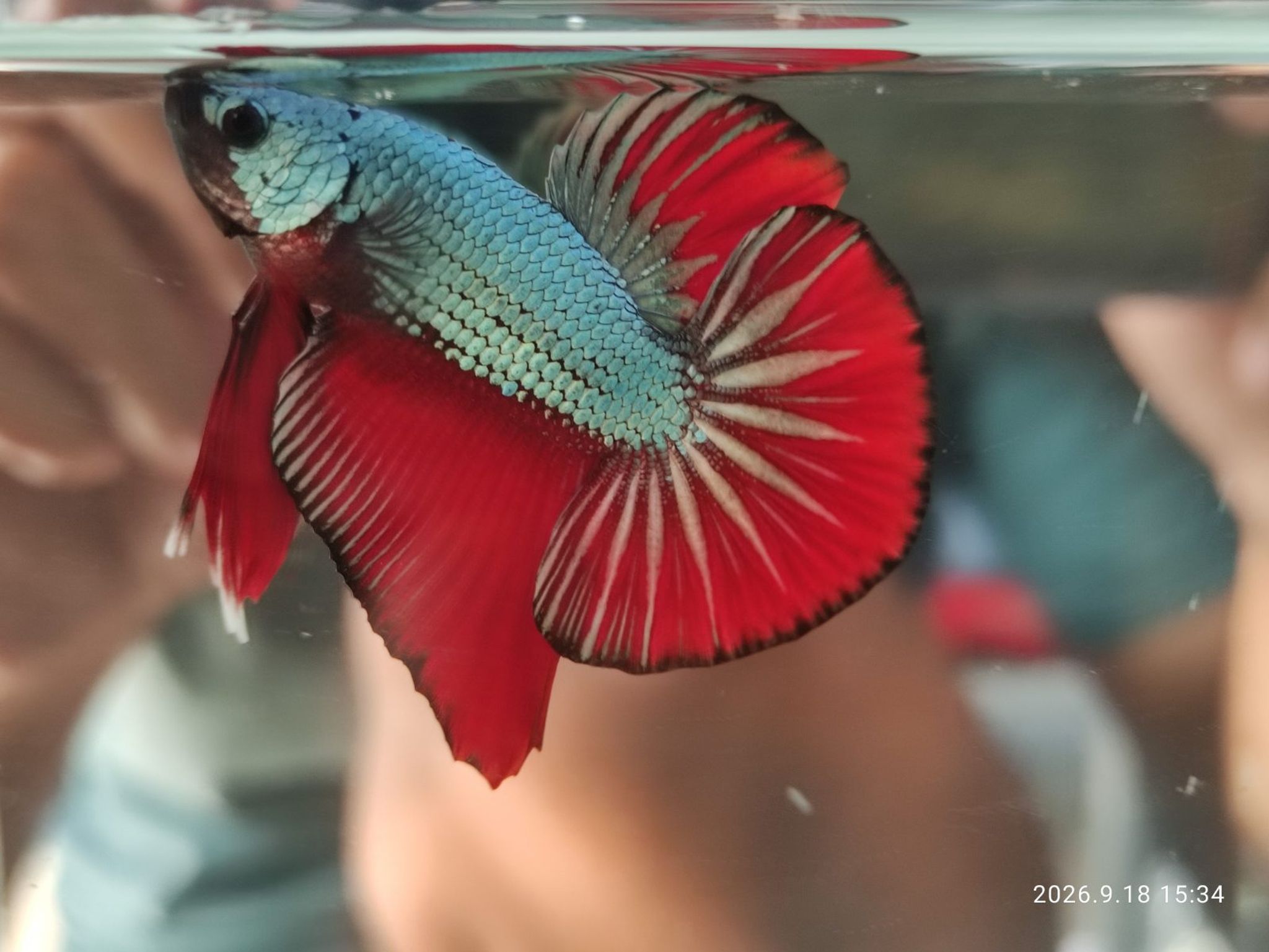 Betta HMPK Red Cuper
