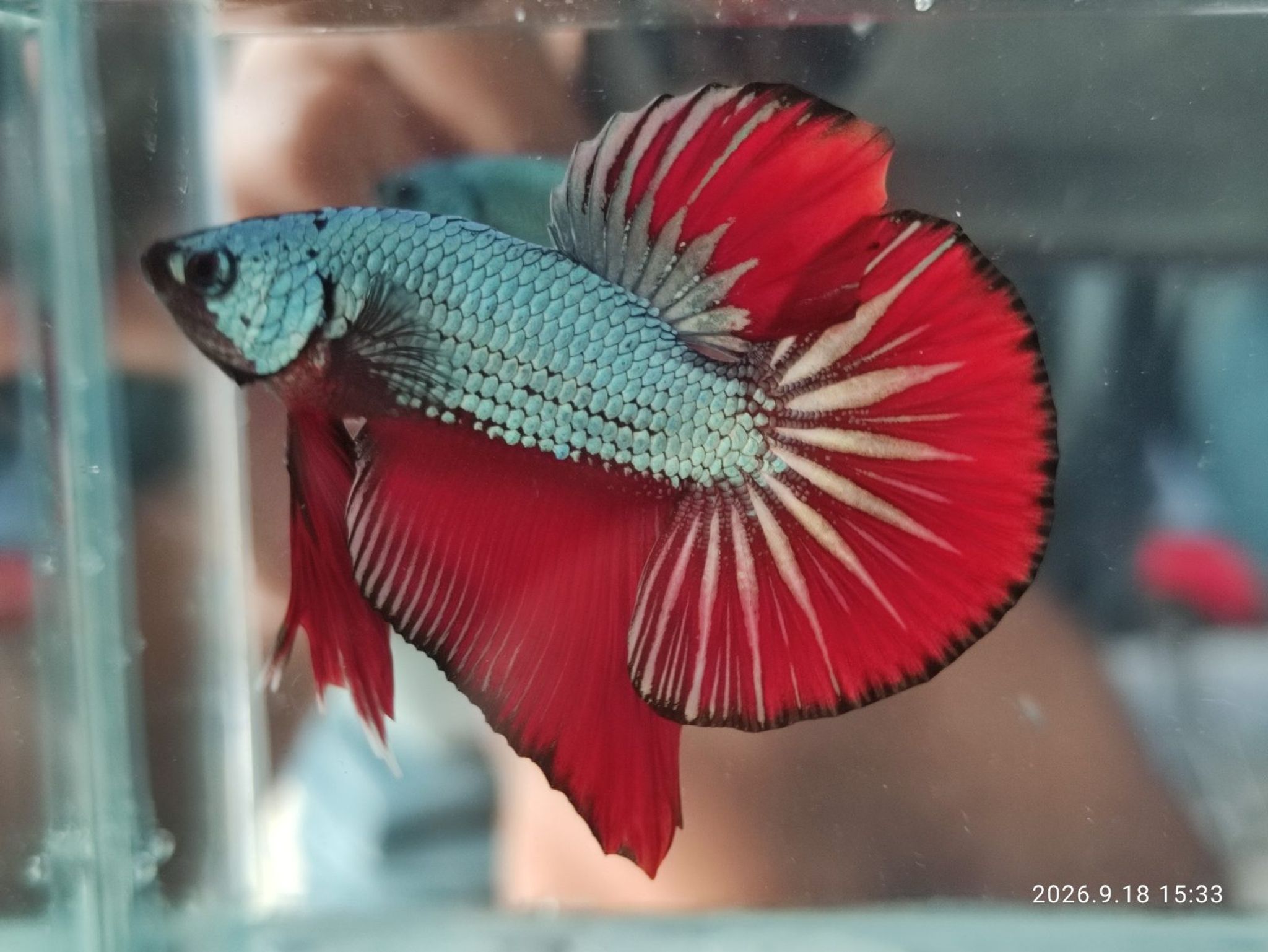 Betta HMPK Red Cuper