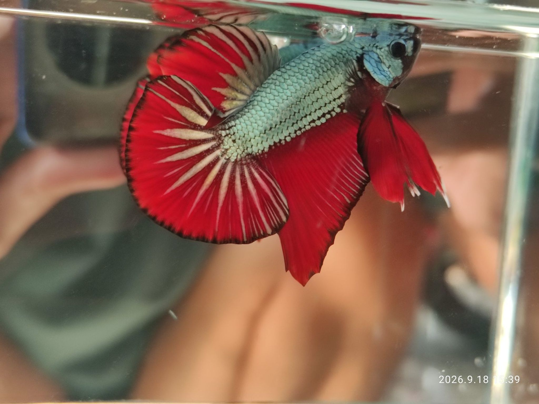Betta HMPK Red Cuper
