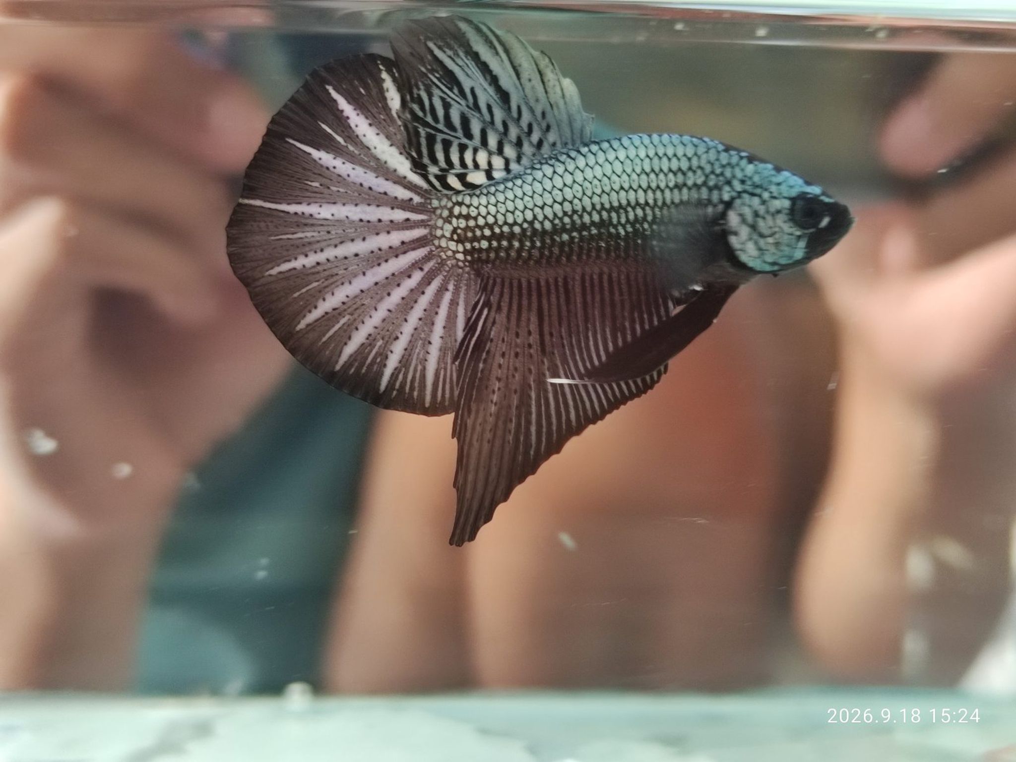 Betta HMPK Cuper