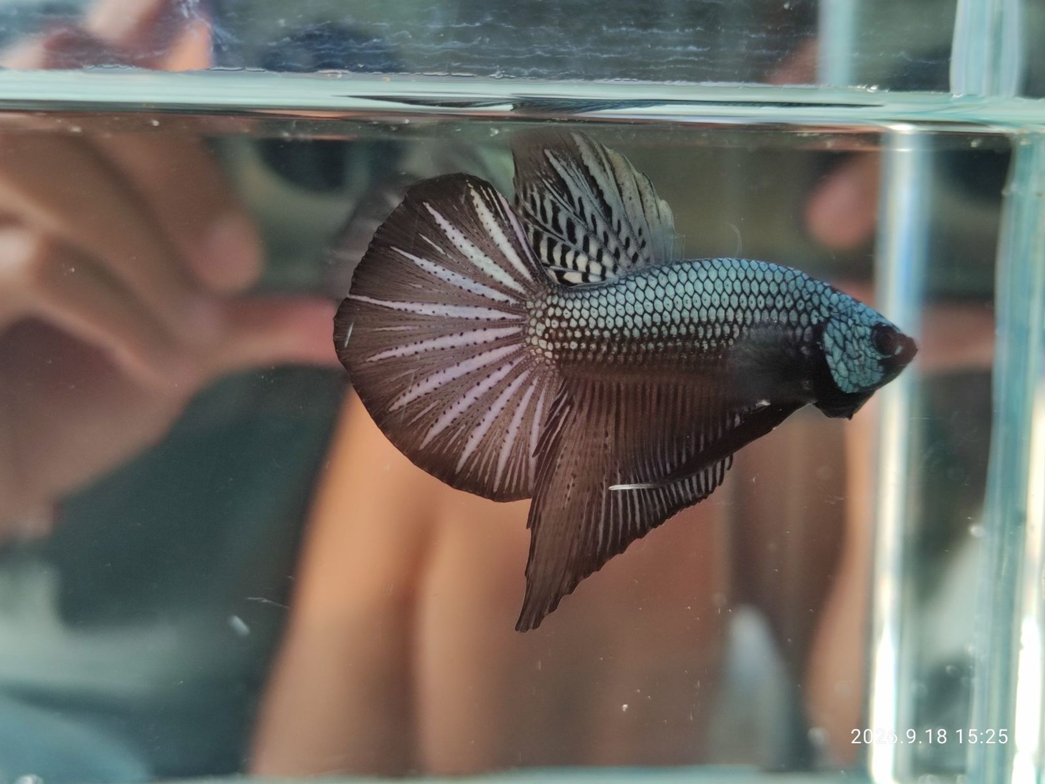 Betta HMPK Cuper