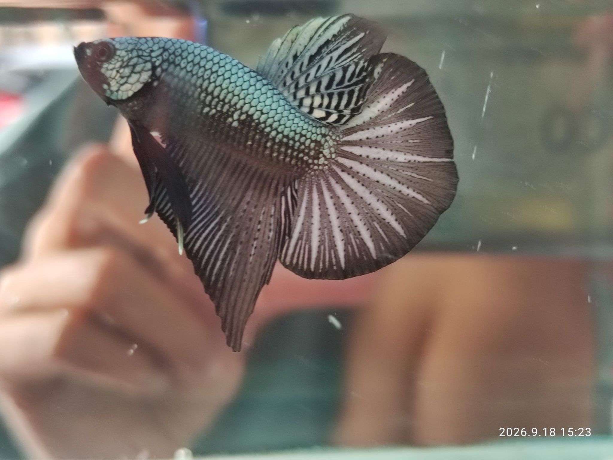 Betta HMPK Cuper