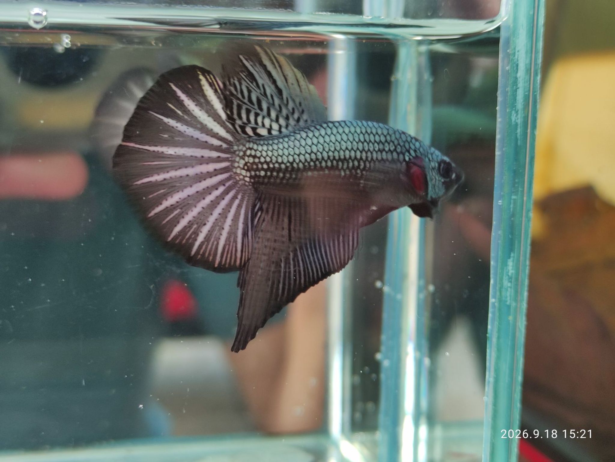 Betta HMPK Cuper