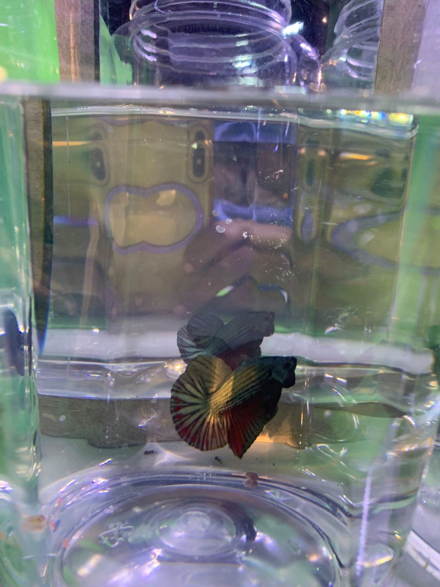Betta HMPK cuper
