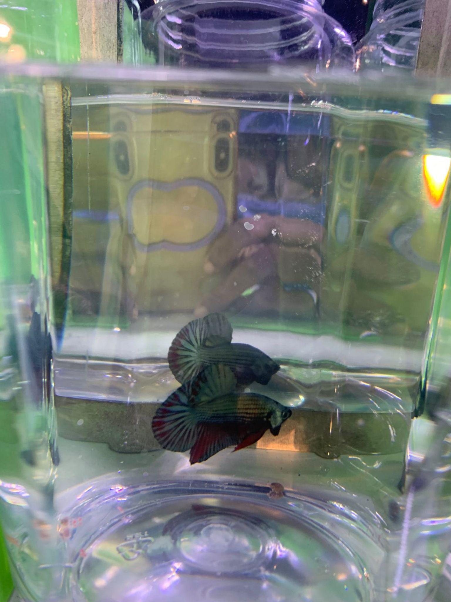 Betta HMPK cuper