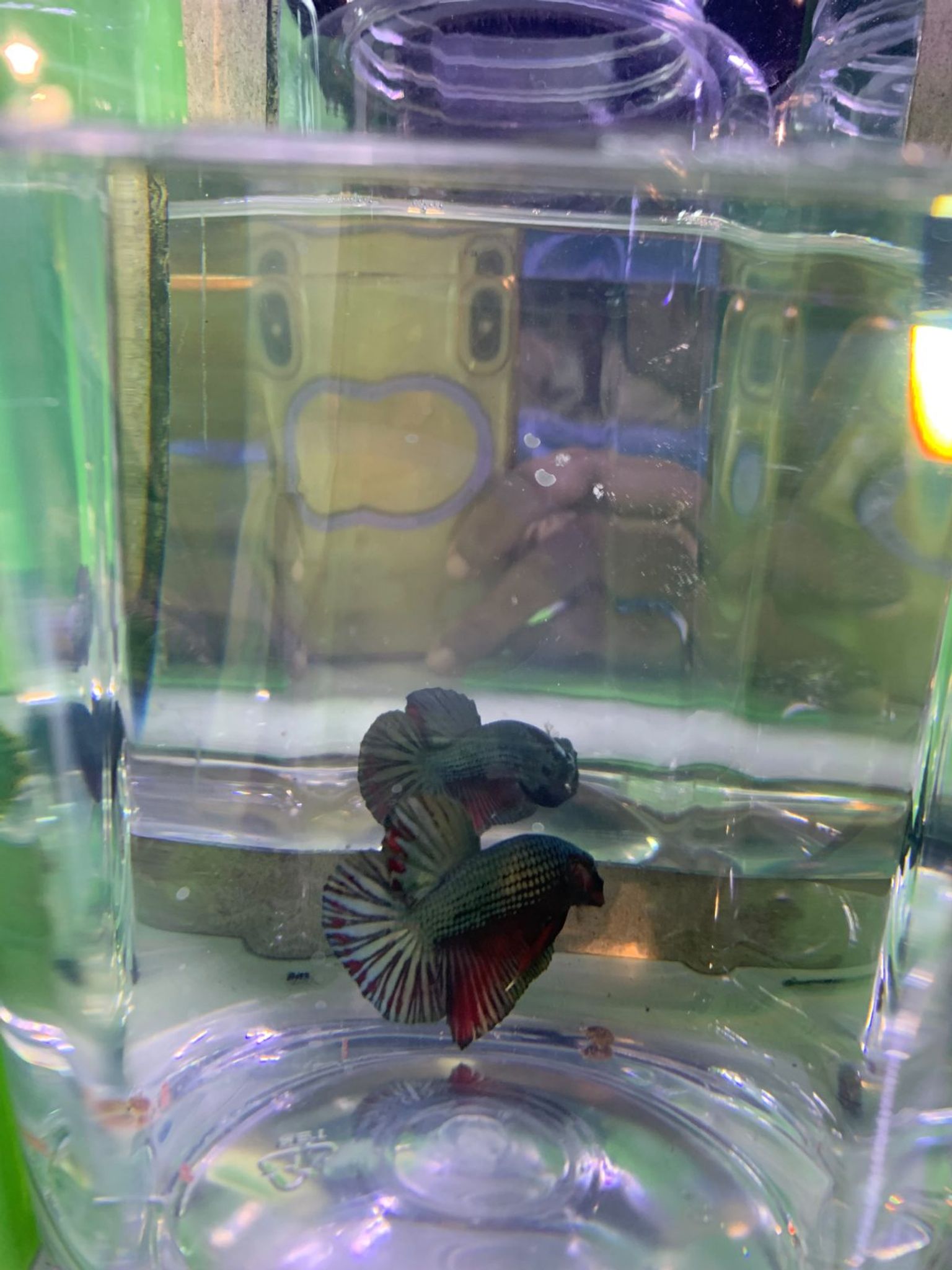 Betta HMPK cuper