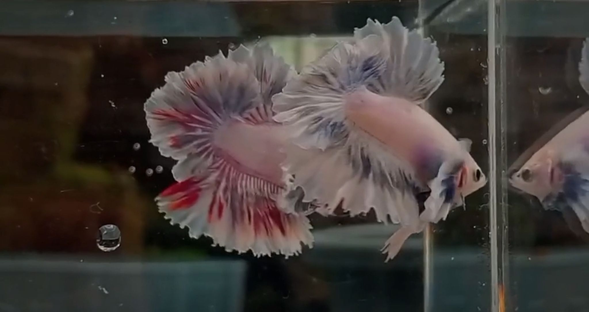 Betta Halfmoon Dumbo feather tail