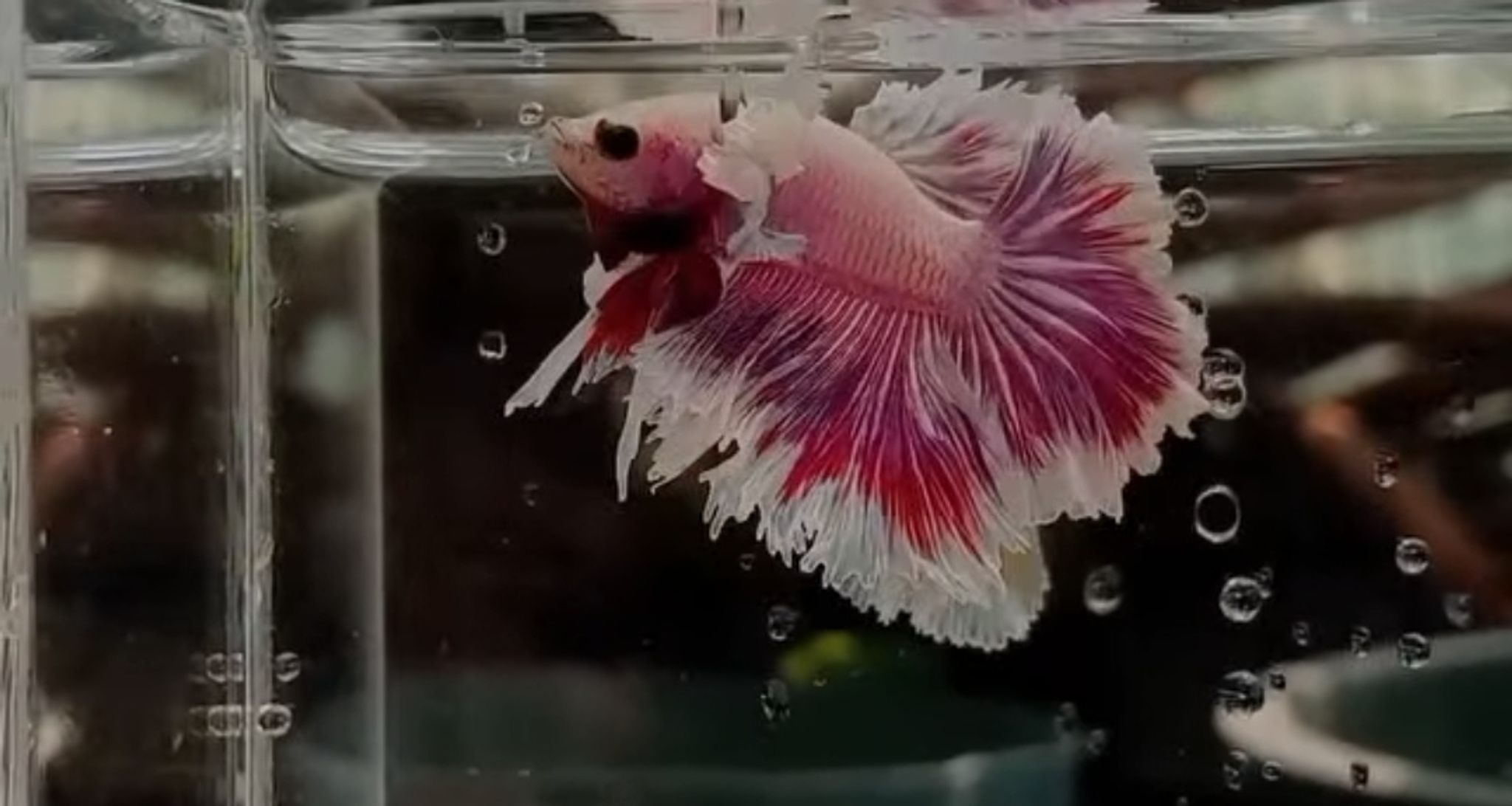 Betta Halfmoon Dumbo feather tail