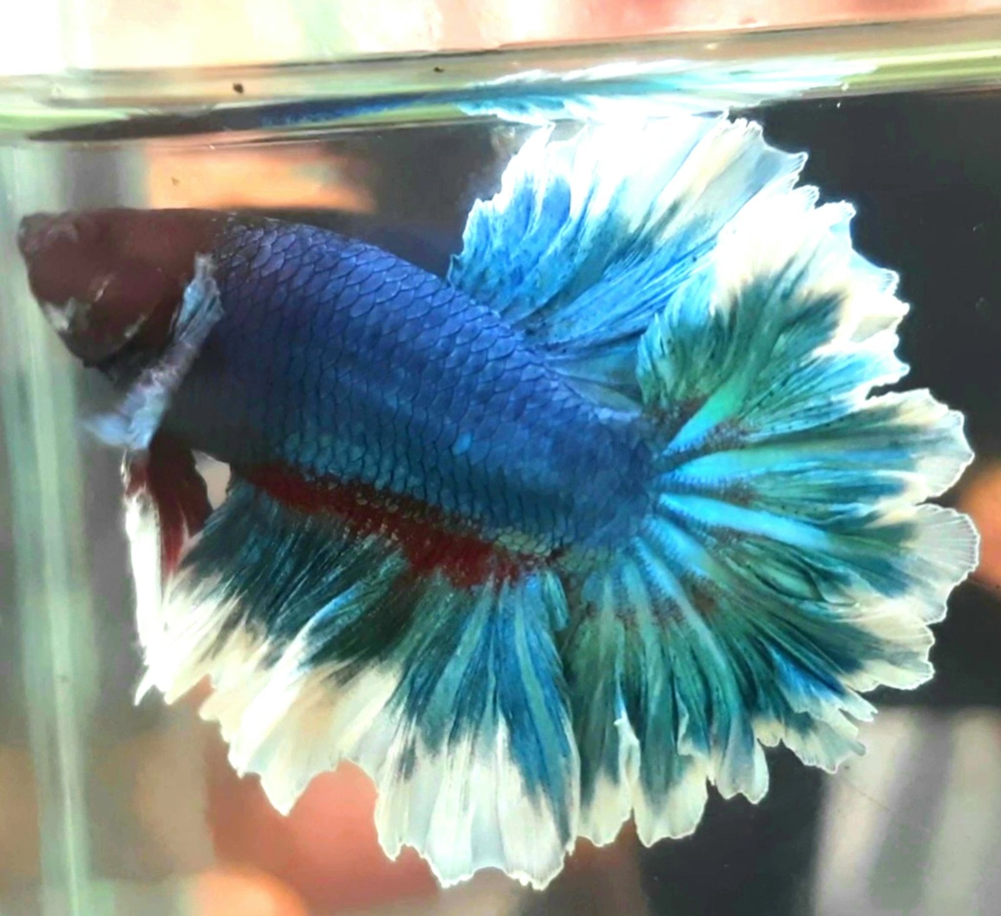 Betta Halfmoon Feathertail