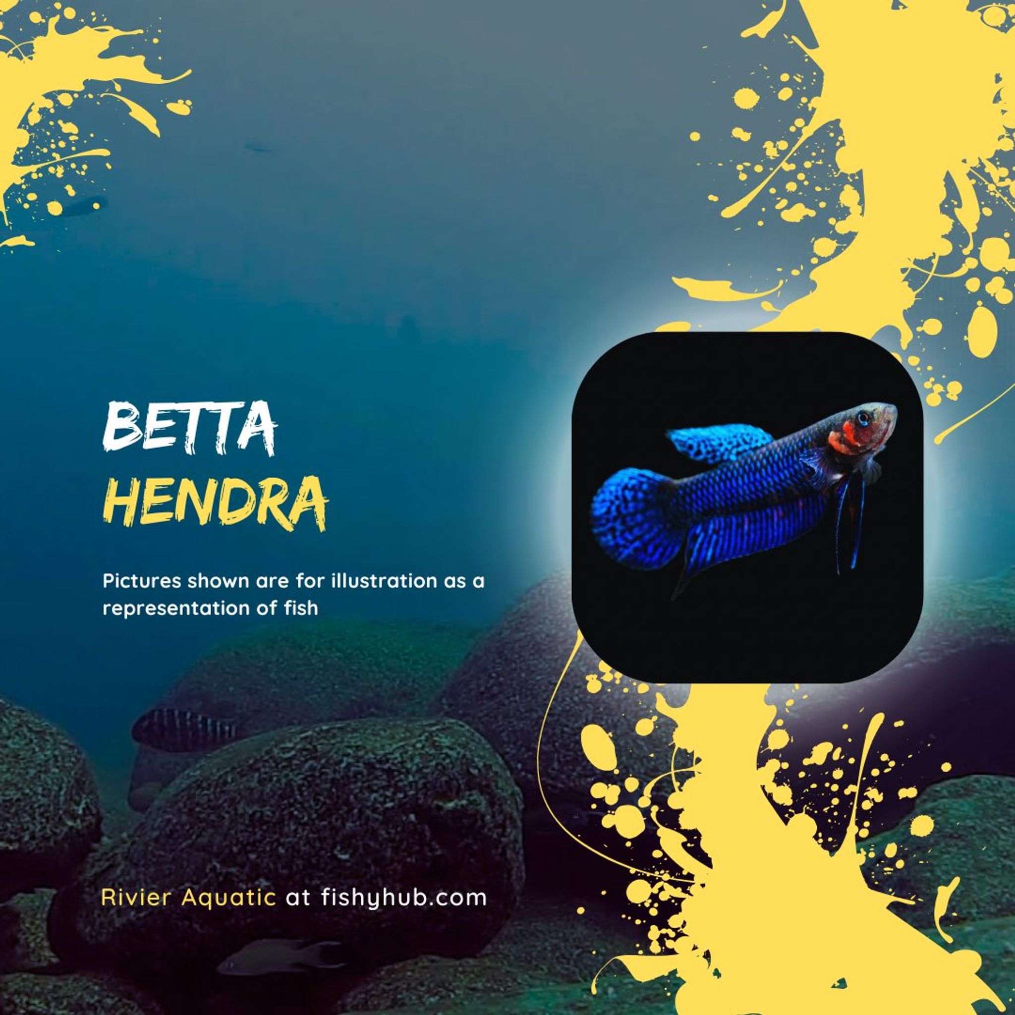 Betta Hendra