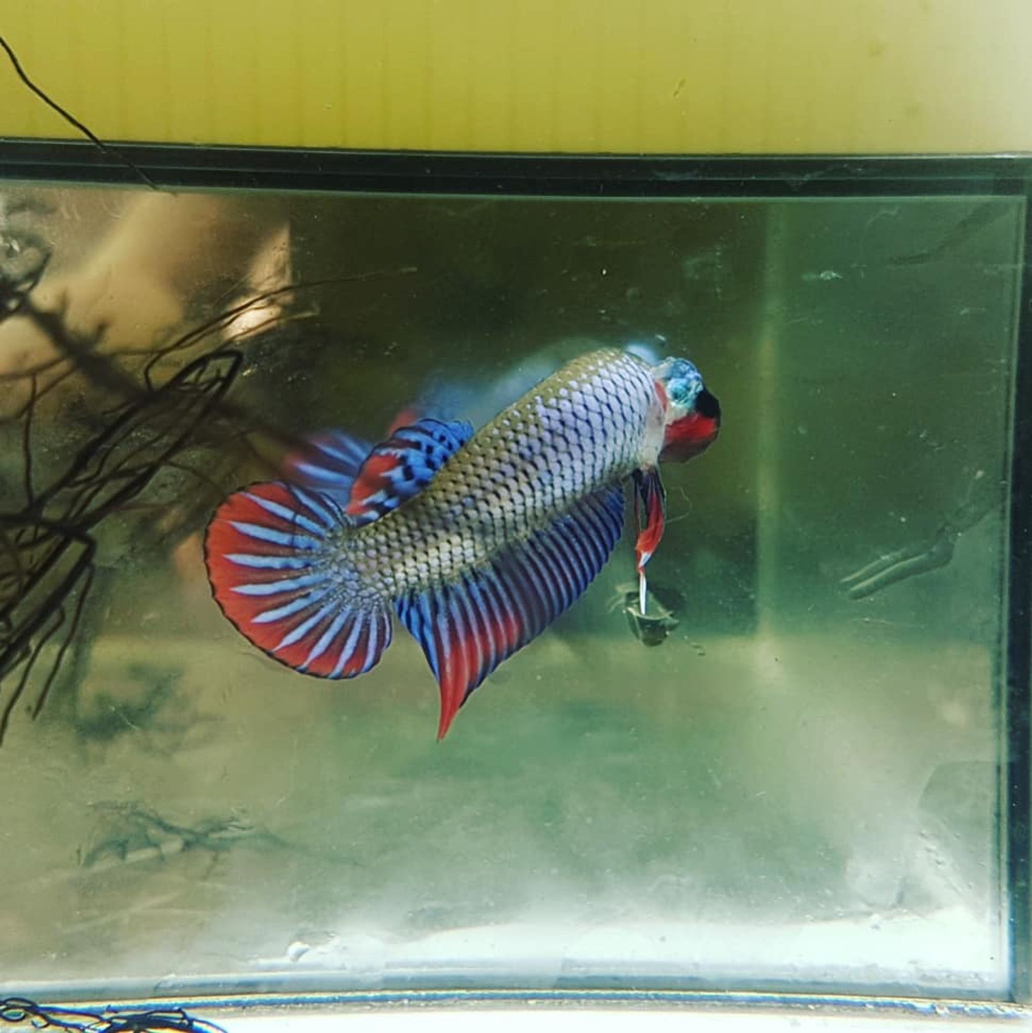 Betta Imbellis