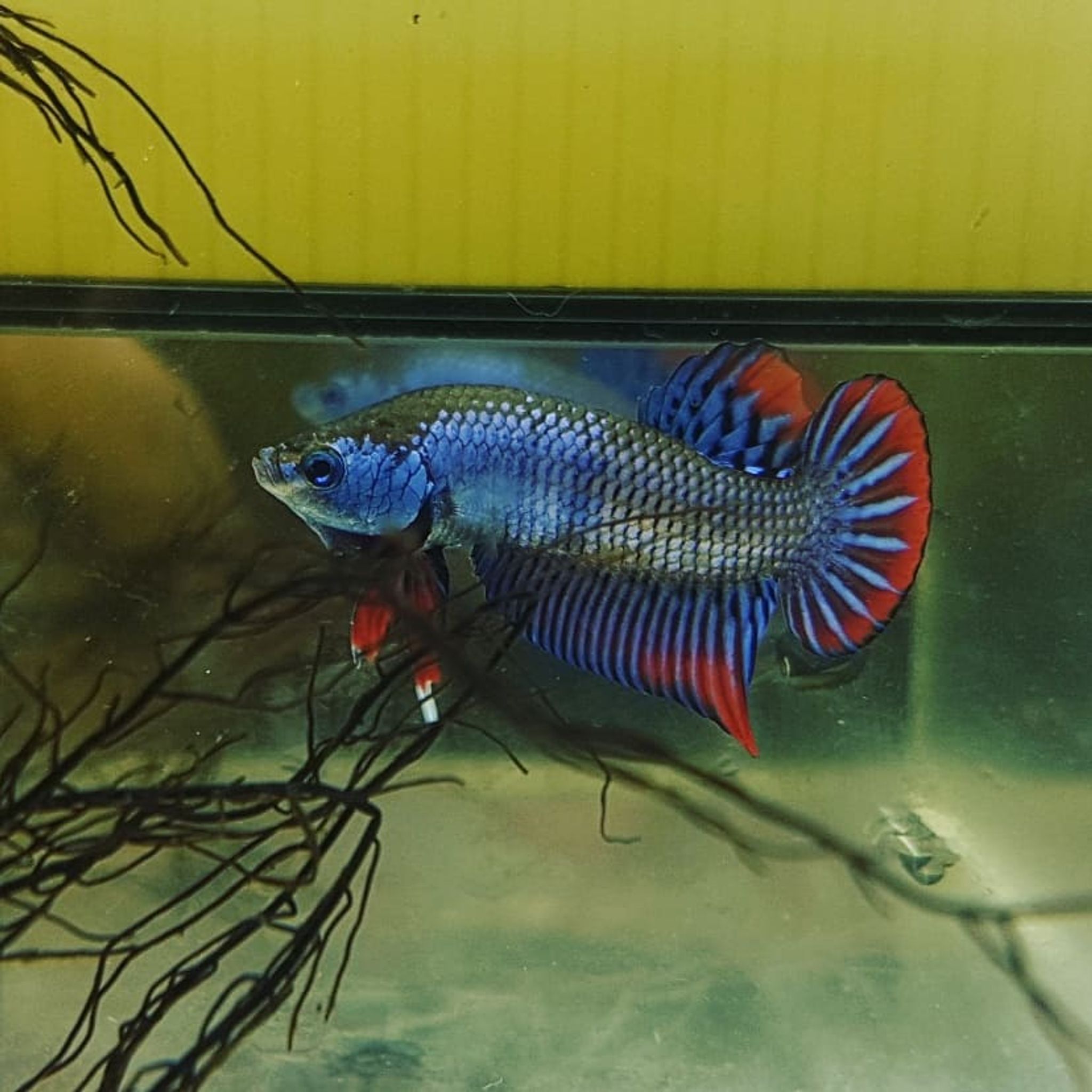 Betta Imbellis
