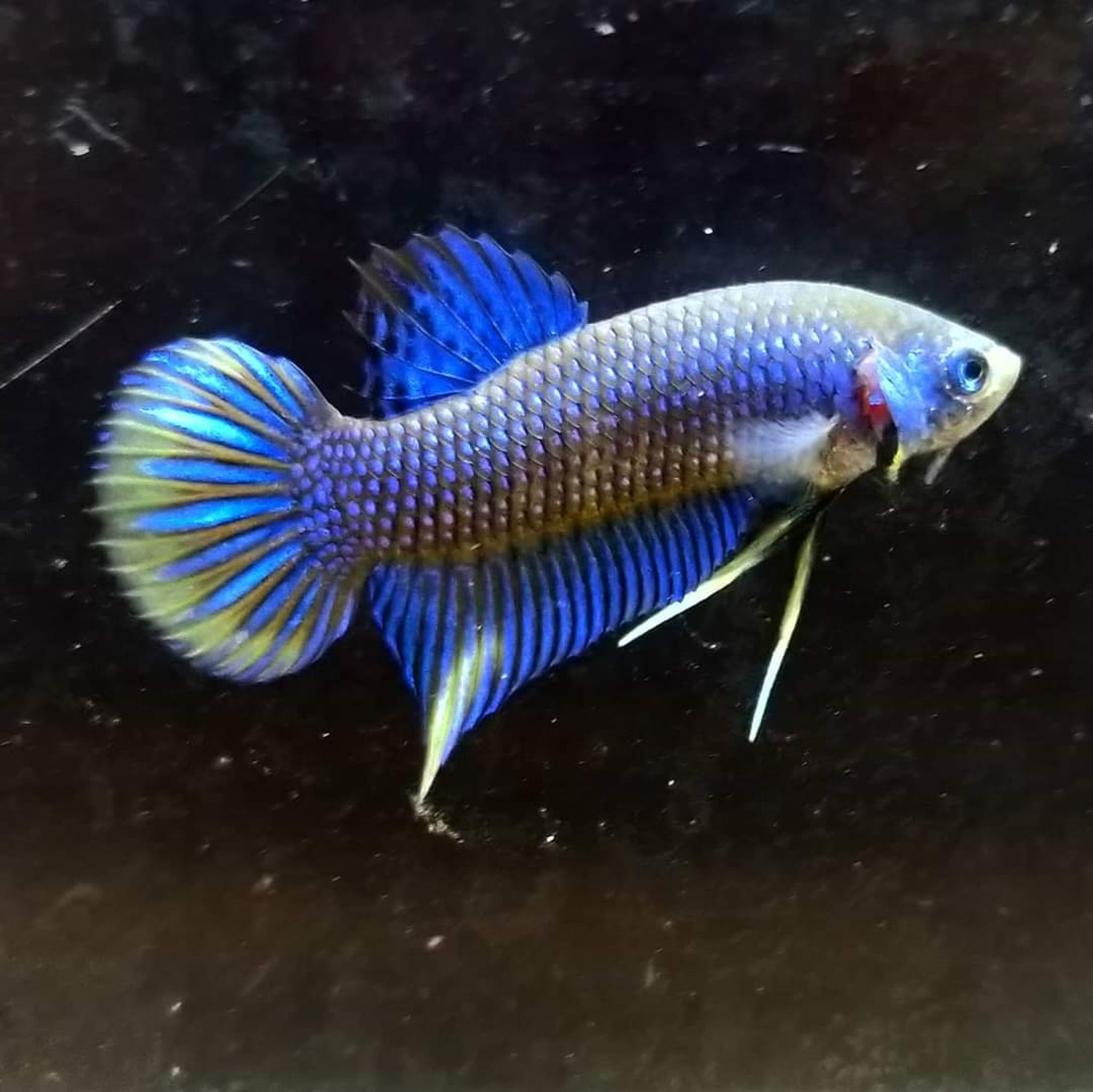 Betta Imbellis