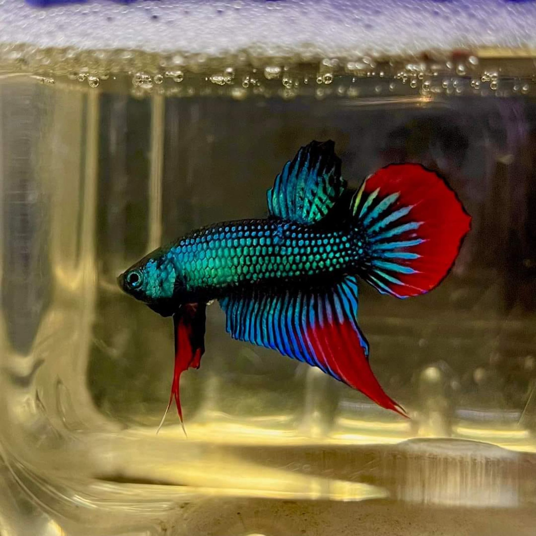Betta Imbellis
