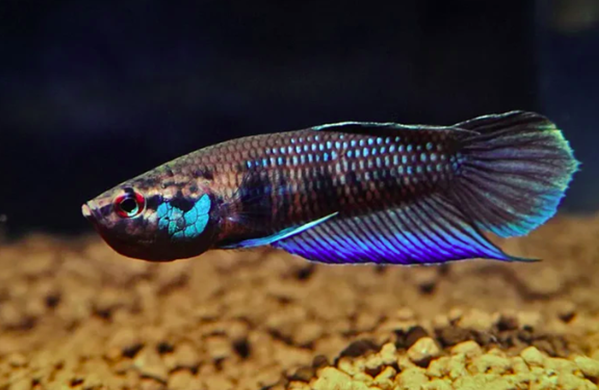 Betta Krataios
