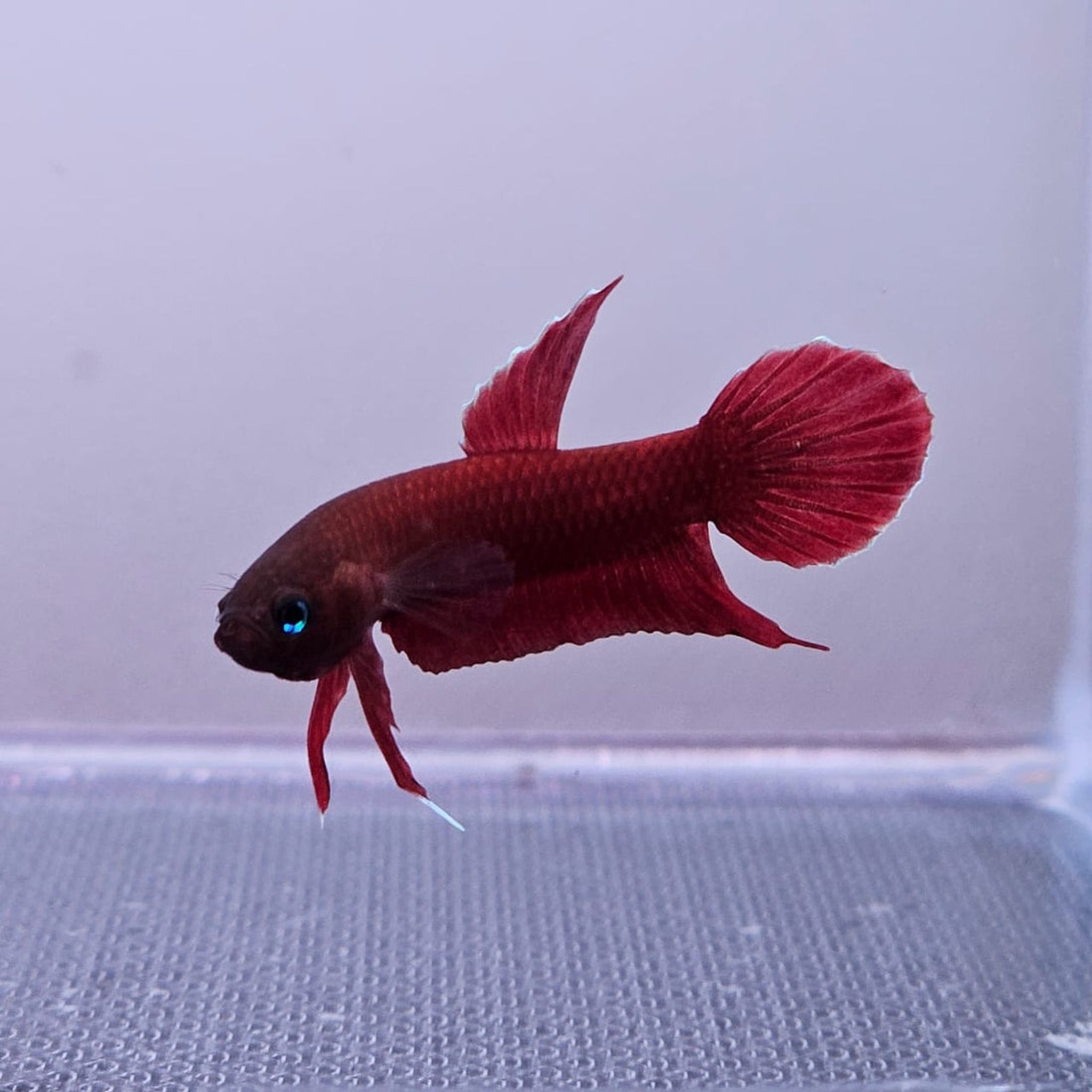 Betta Mulyadii sp. Api Api "Red"