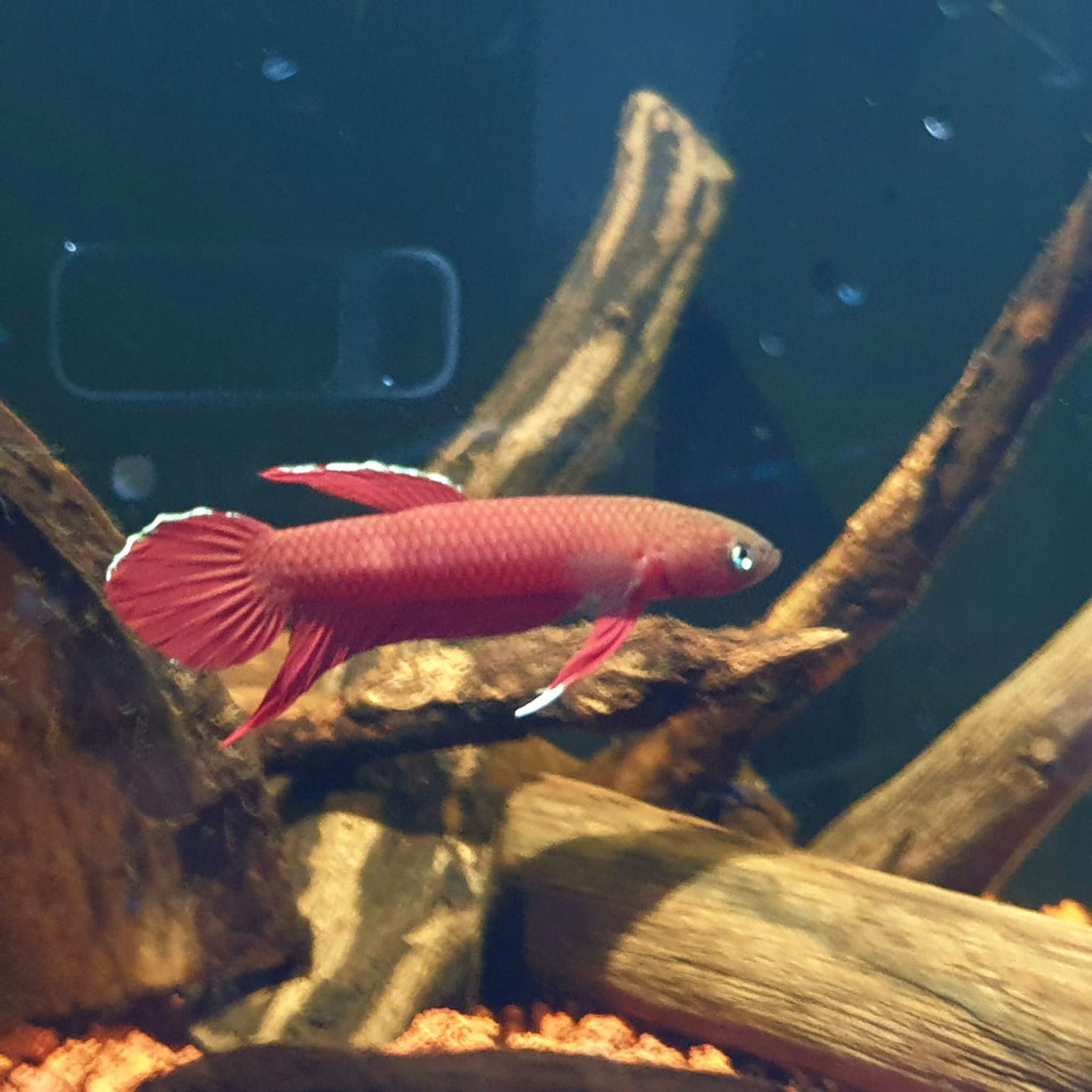 Betta Mulyadii sp. Api Api "Red"