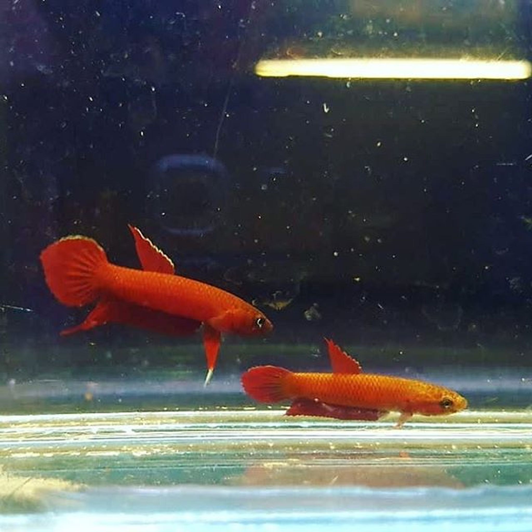 Betta Mulyadii sp. Api Api "Red"