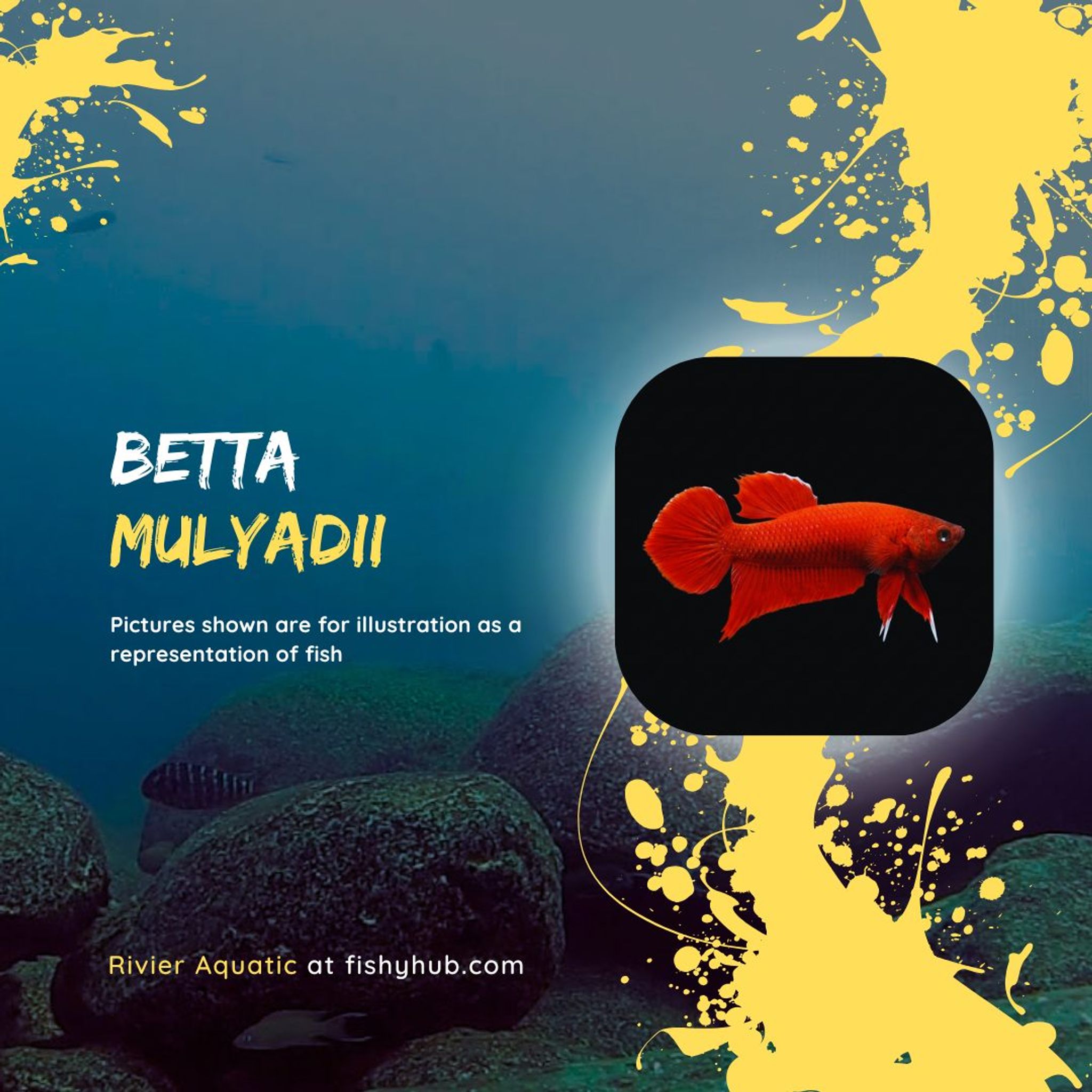 Betta Mulyadii