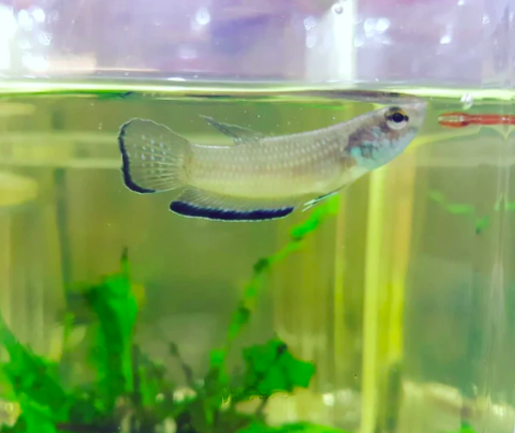 Betta Simplex