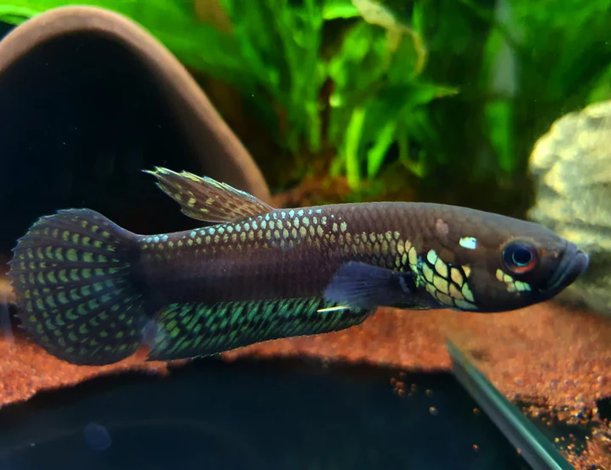 Betta Unimaculata