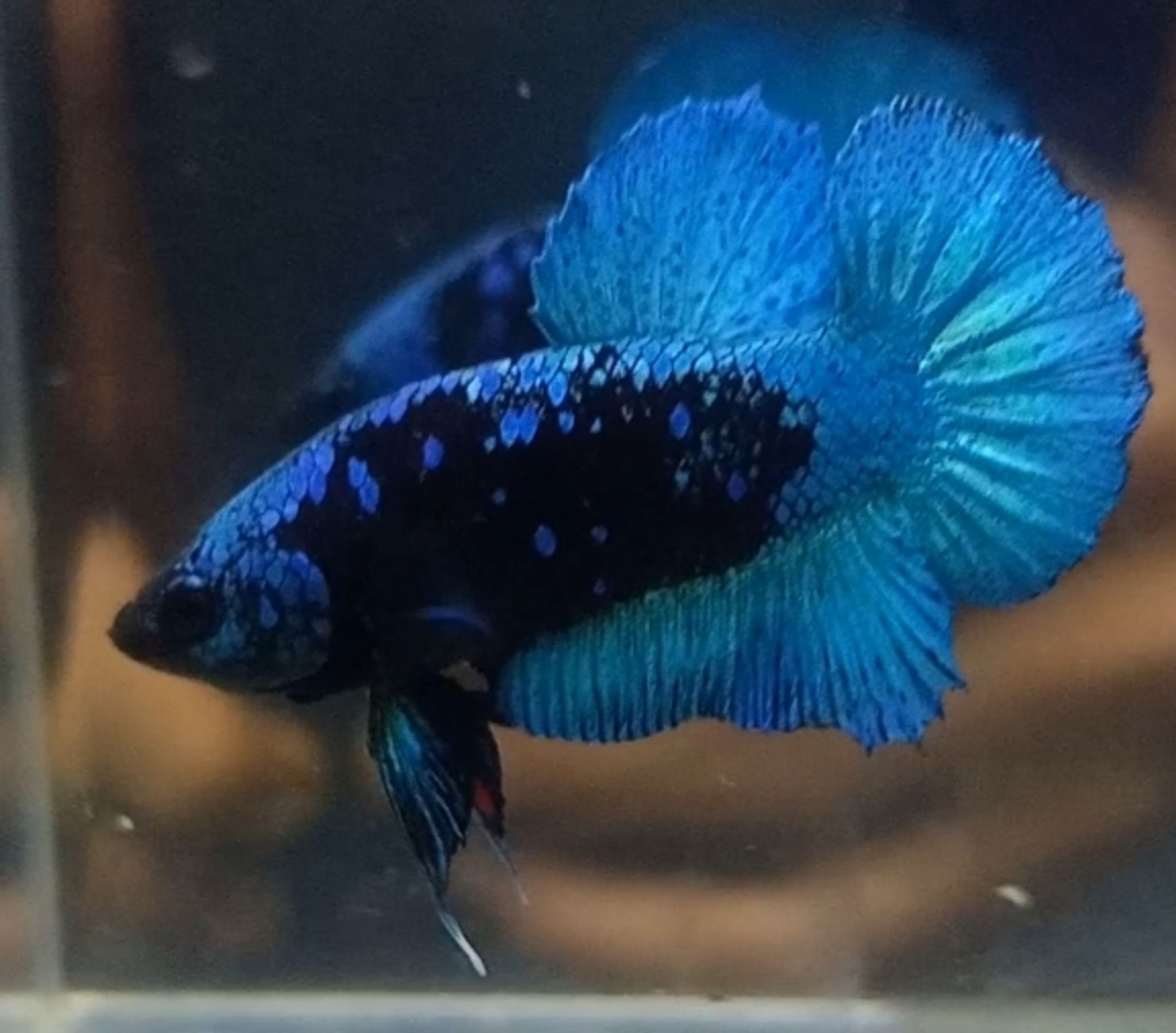 Higher Care Blue-Black Betta