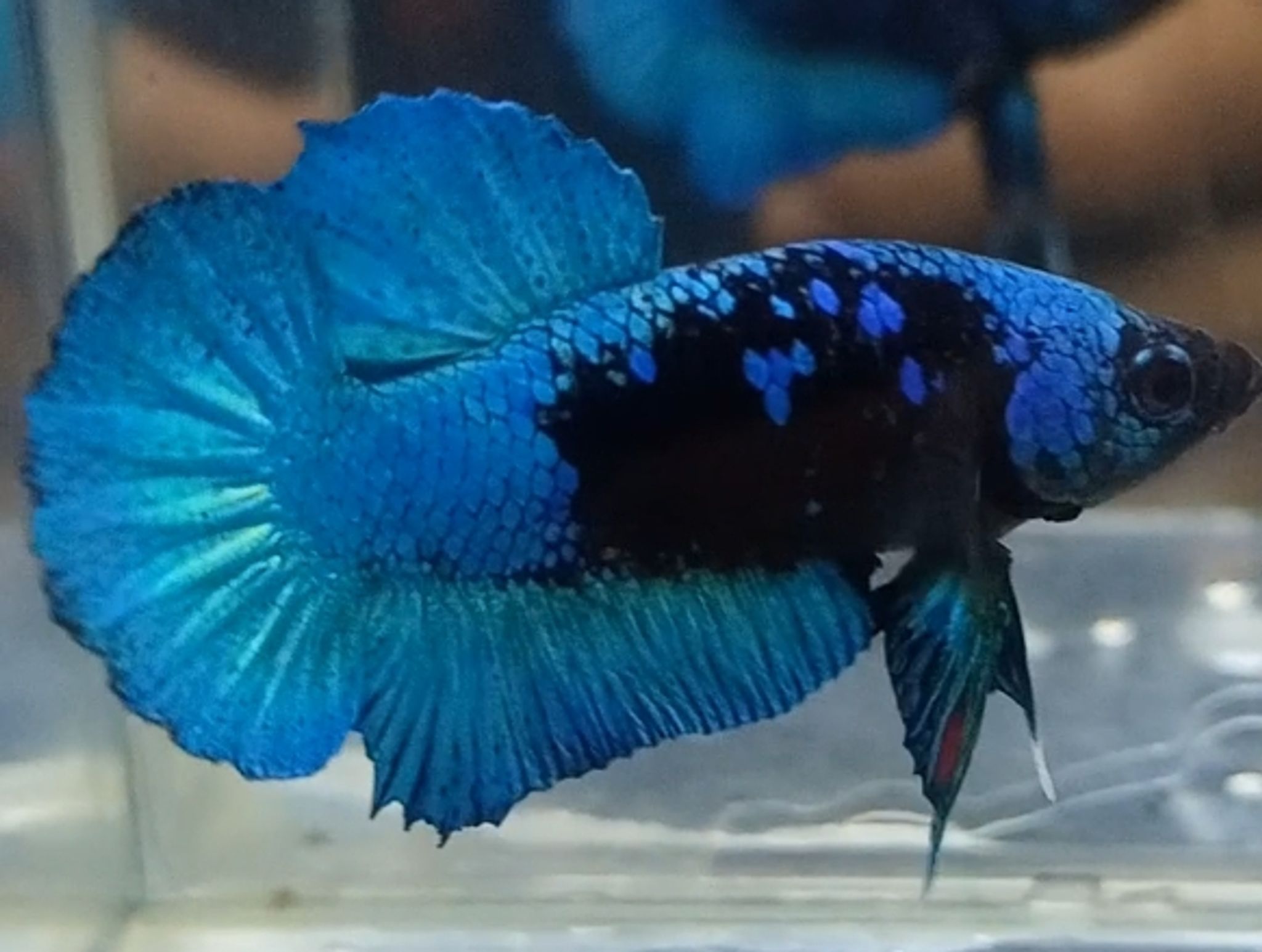 Higher Care Blue-Black Betta