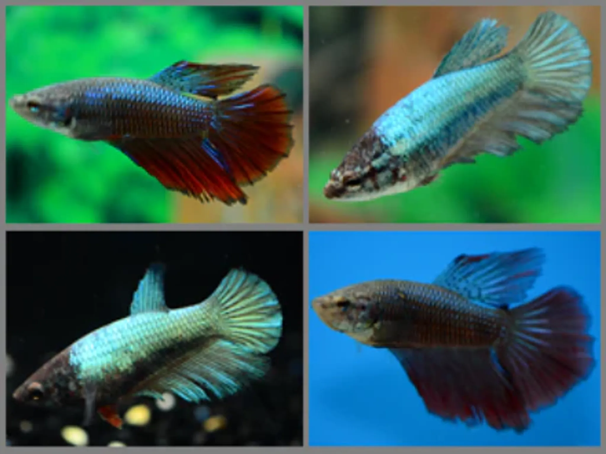 Betta female halfmoon 3cm