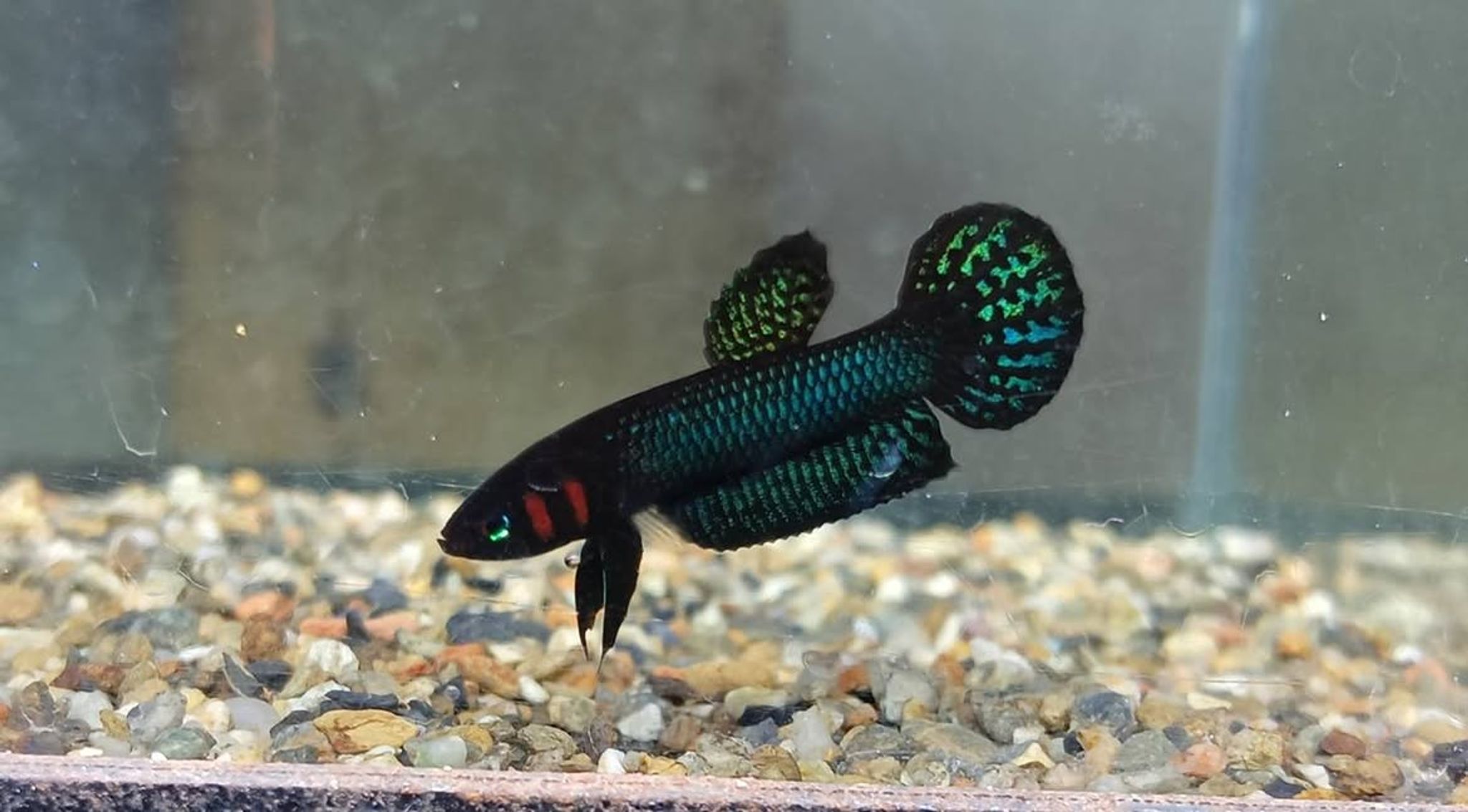 Betta hendra