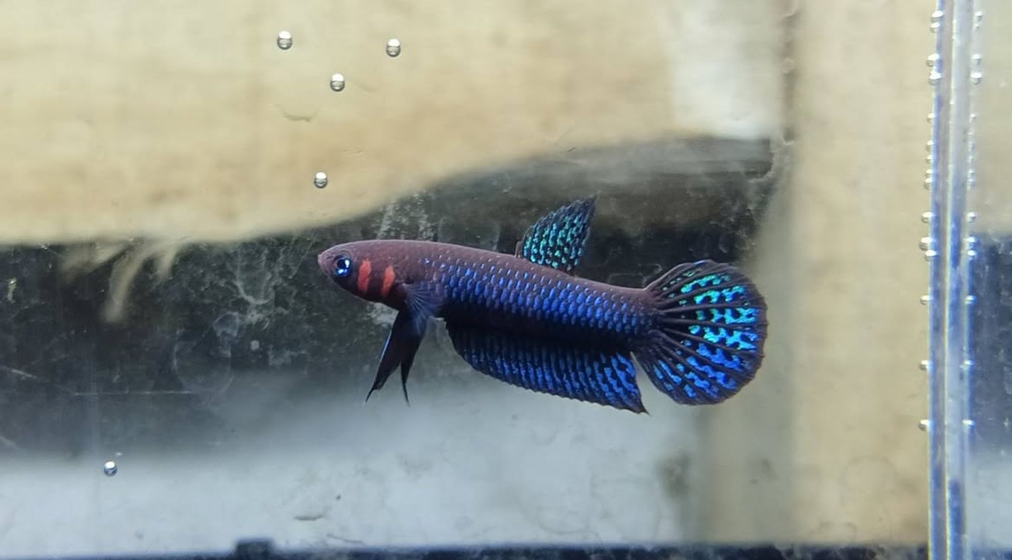 Betta hendra