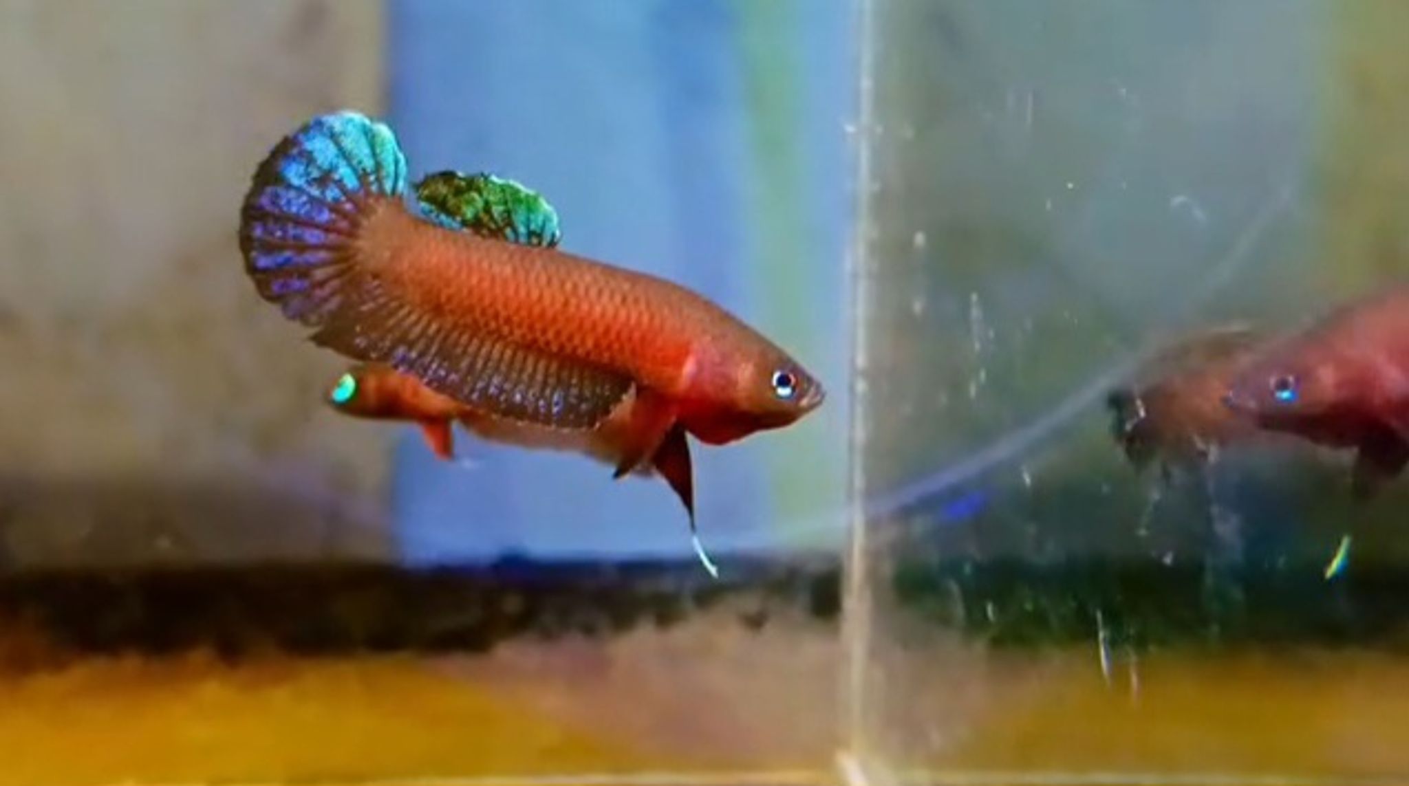 Betta persephone