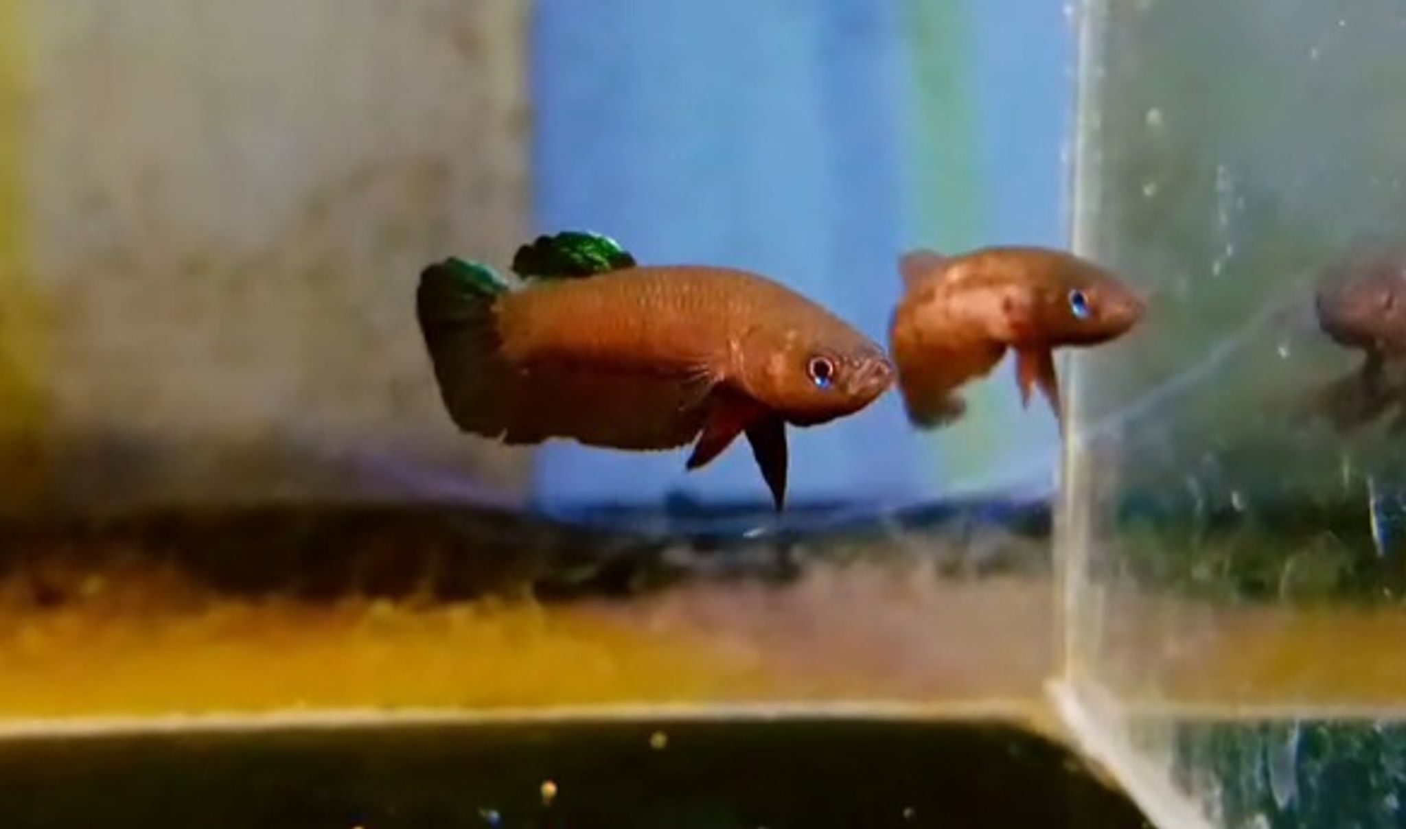 Betta persephone